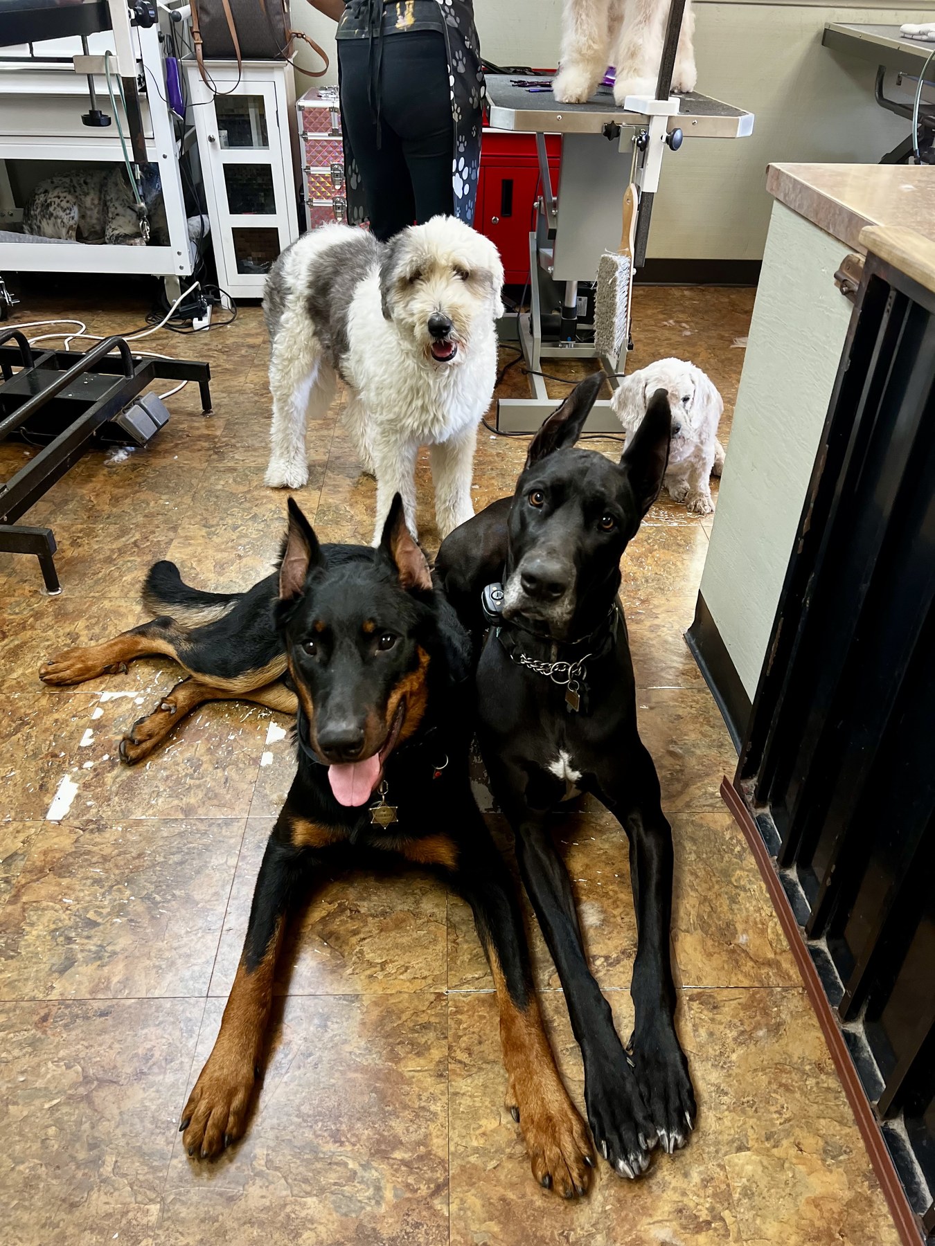 Groomed pet at 805 Pet Grooming