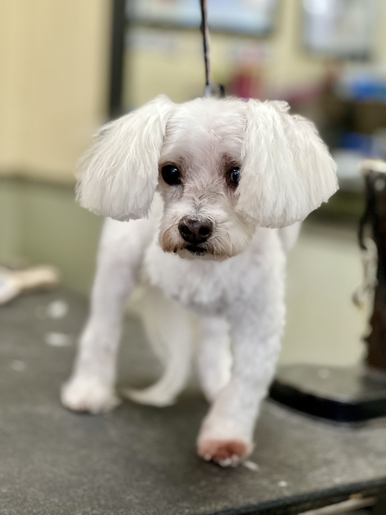 Groomed pet at 805 Pet Grooming