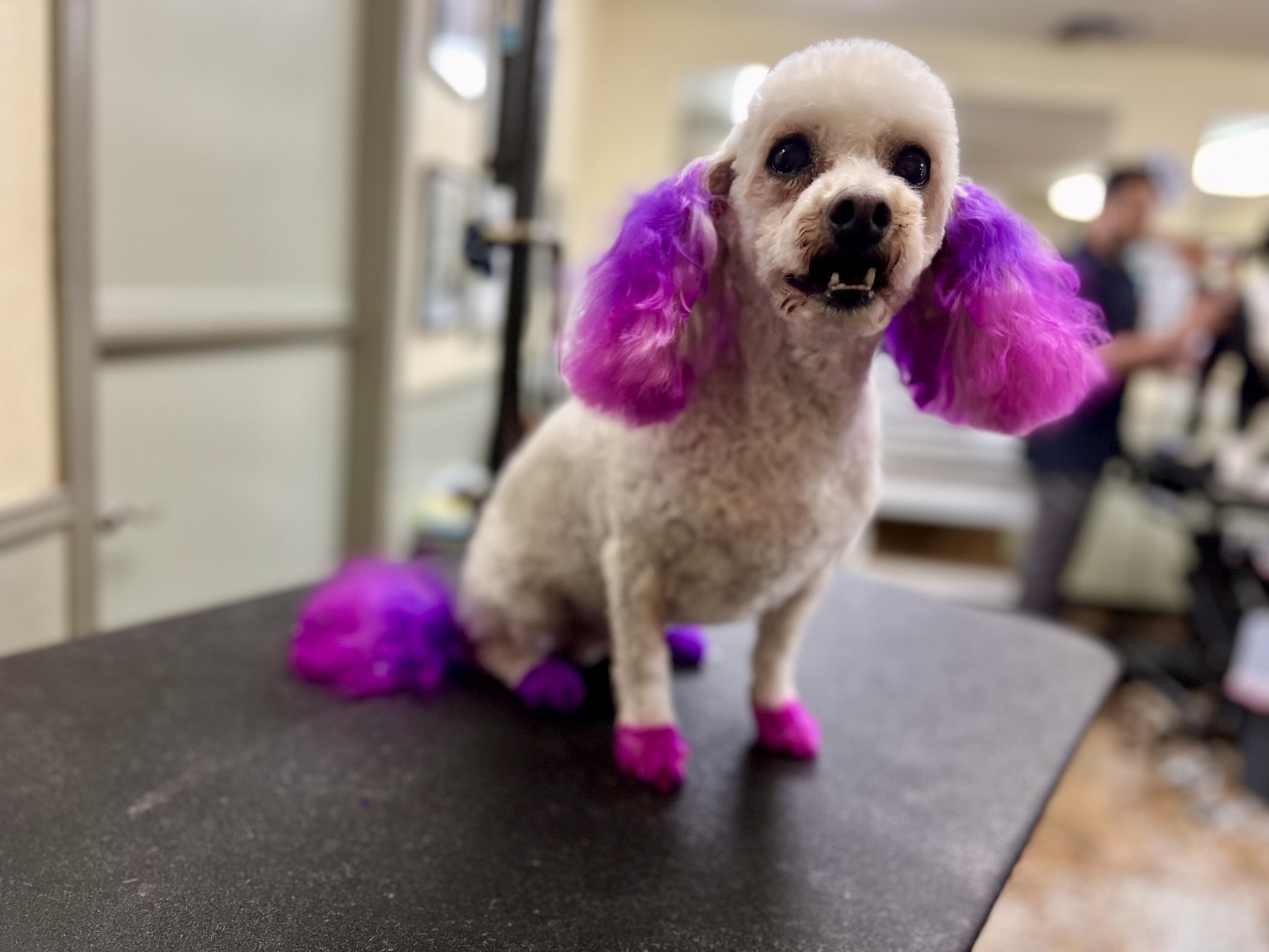 Groomed pet at 805 Pet Grooming