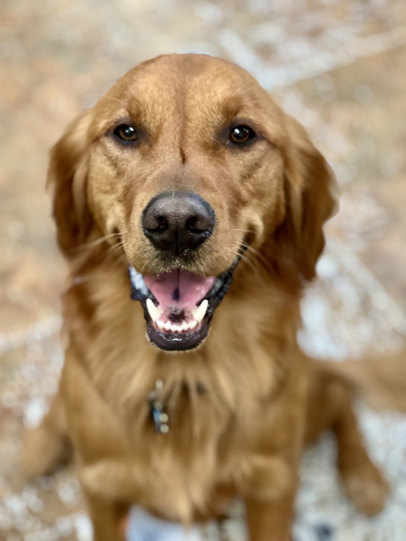 Groomed pet at 805 Pet Grooming