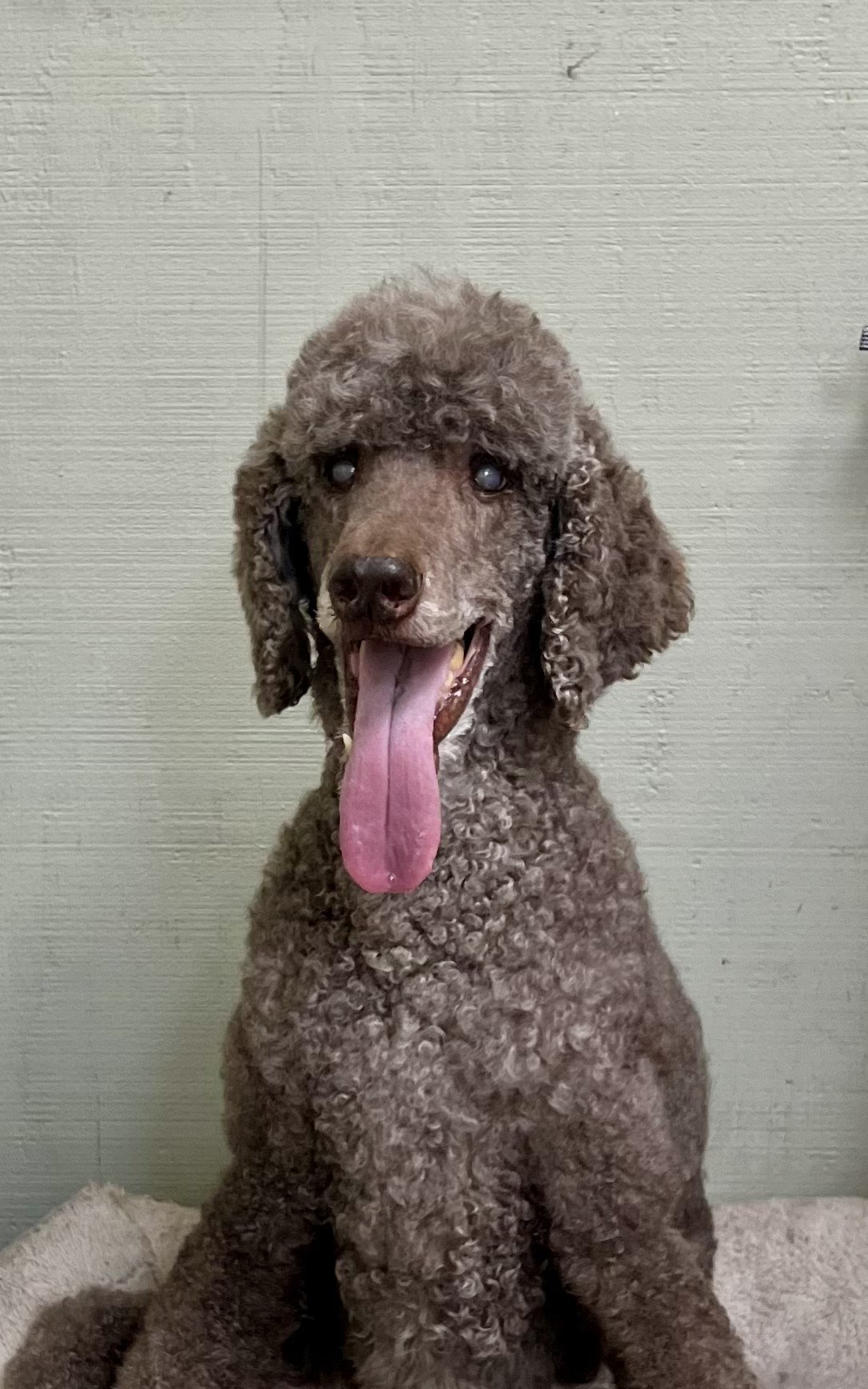 Groomed pet at 805 Pet Grooming