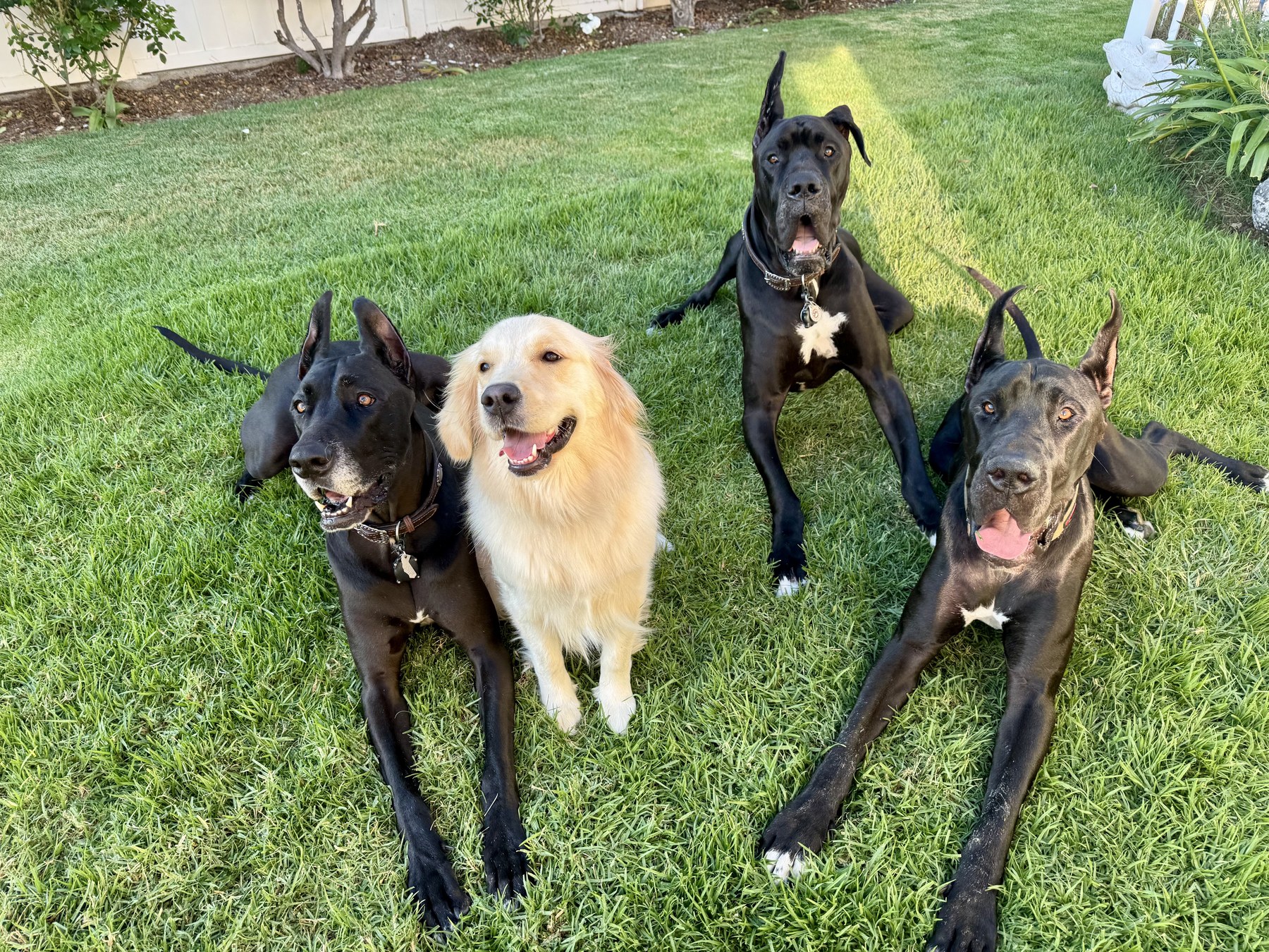 Groomed pet at 805 Pet Grooming