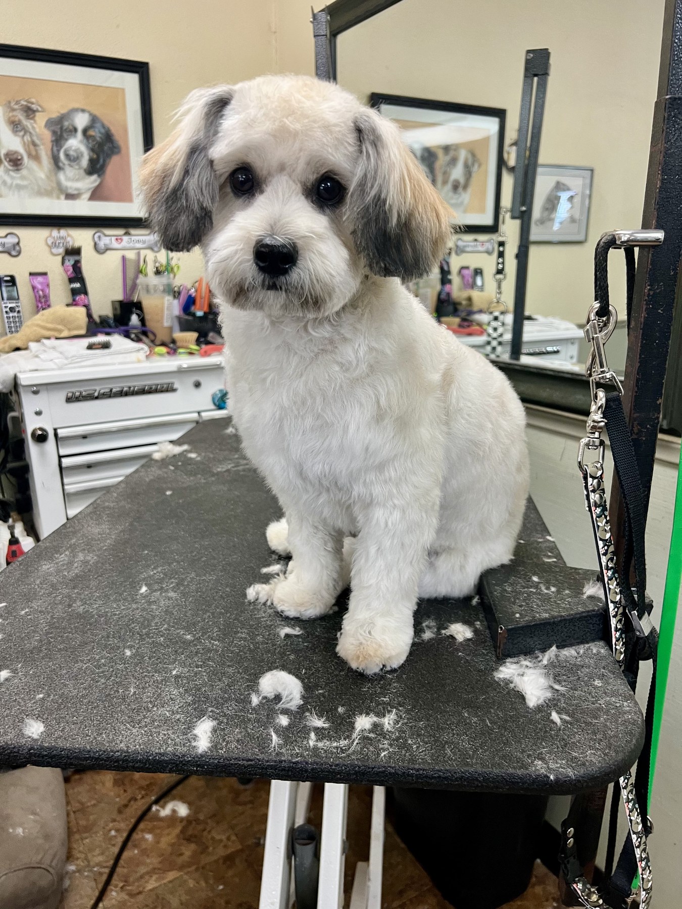 Groomed pet at 805 Pet Grooming