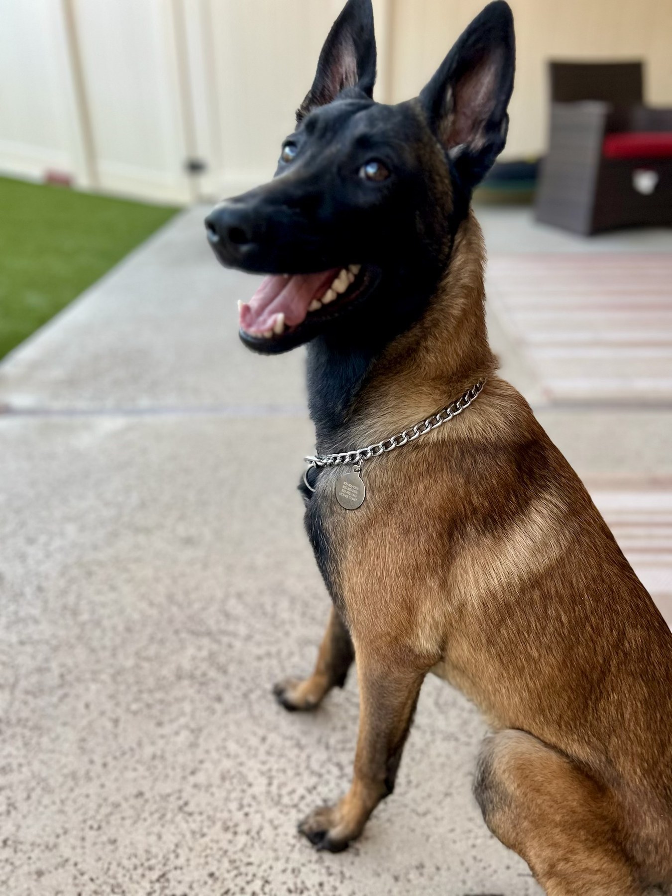 Groomed pet at 805 Pet Grooming