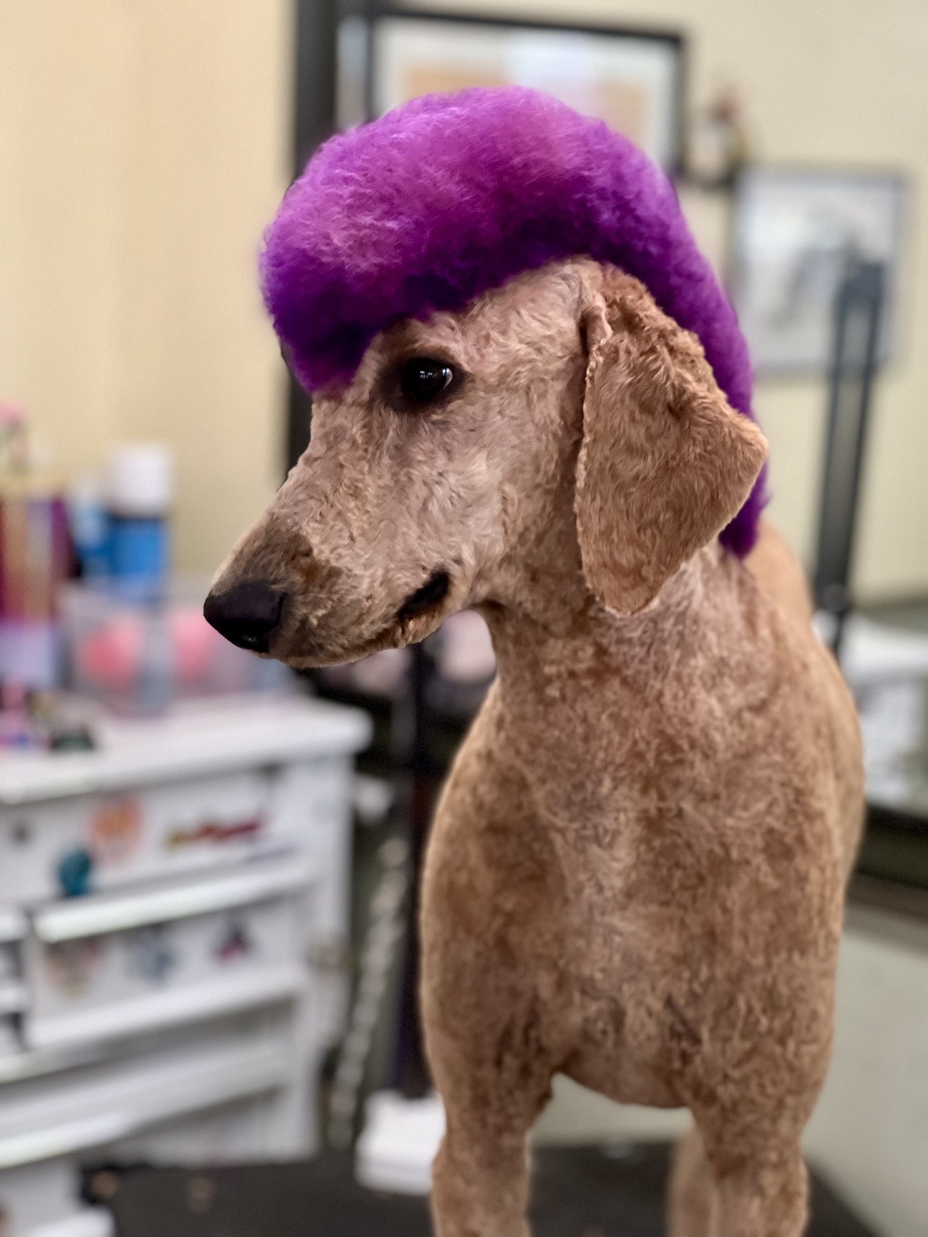 Groomed pet at 805 Pet Grooming