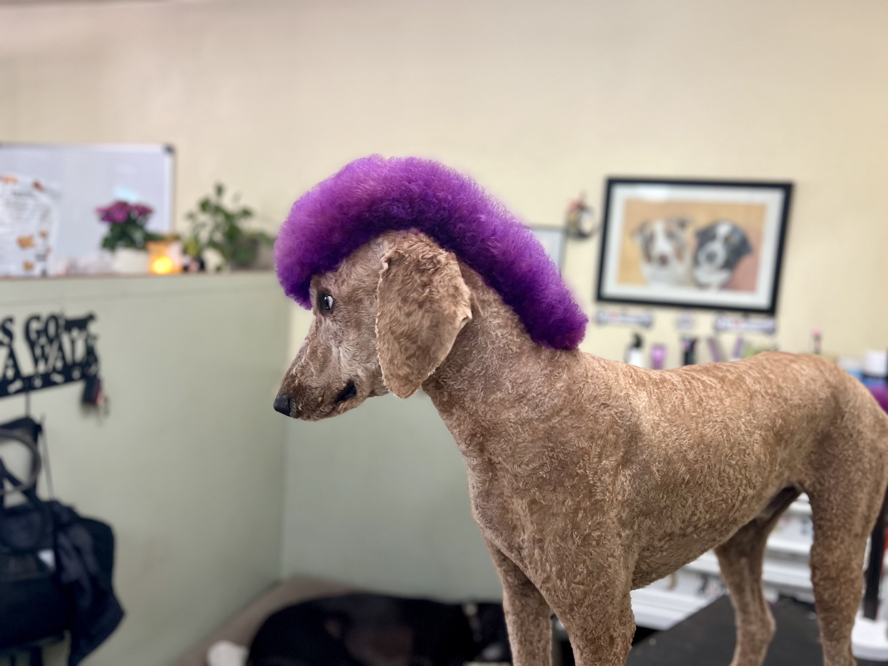 Groomed pet at 805 Pet Grooming