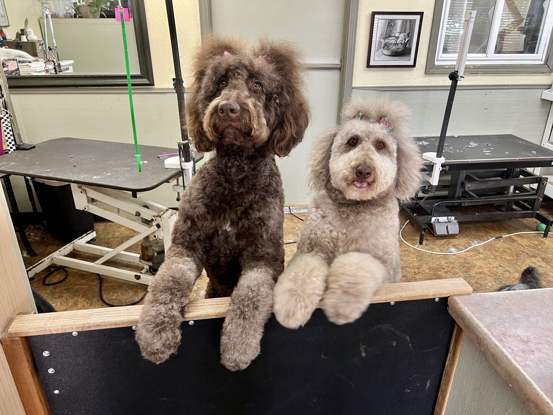 Groomed pet at 805 Pet Grooming
