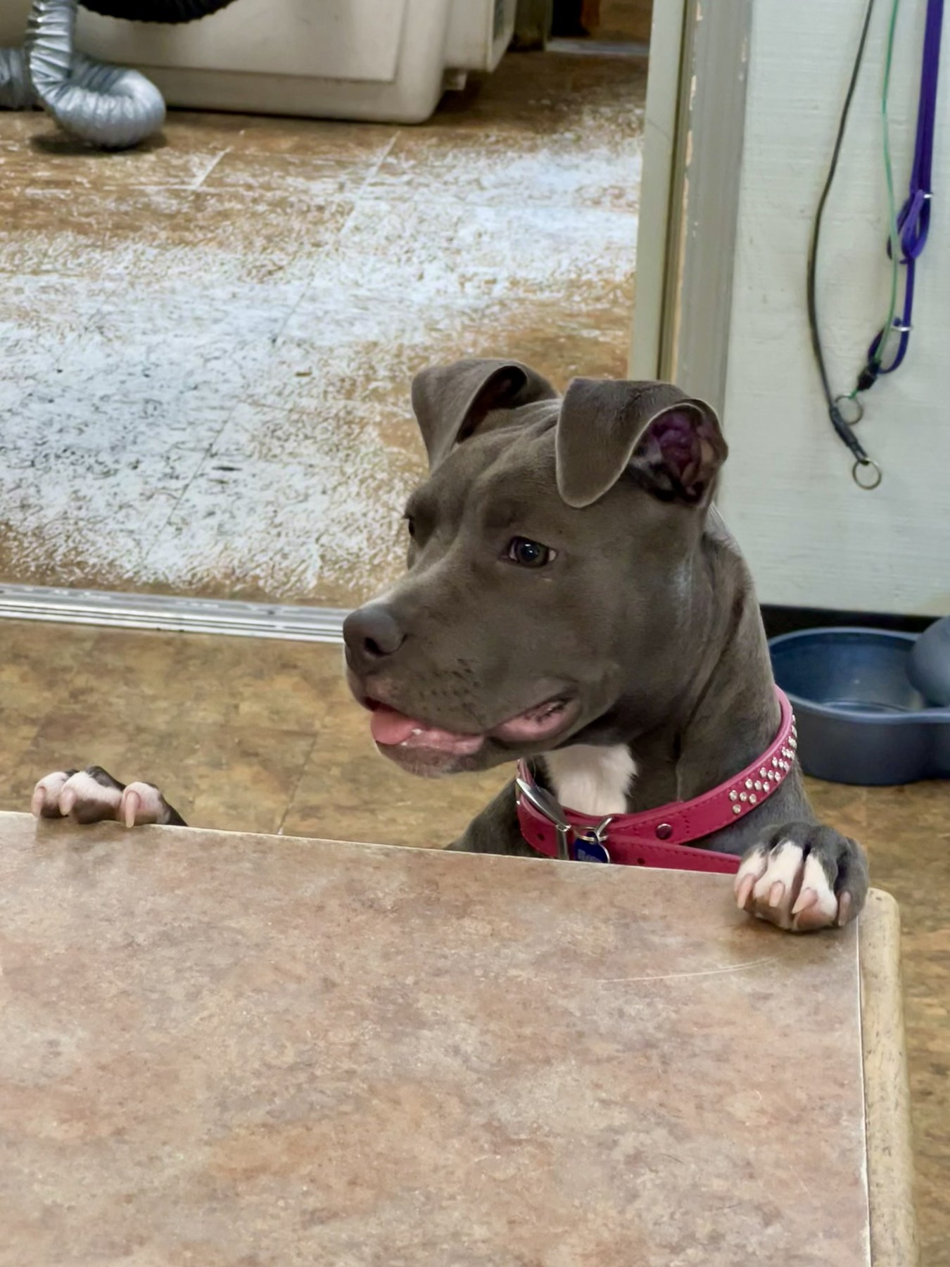 Groomed pet at 805 Pet Grooming