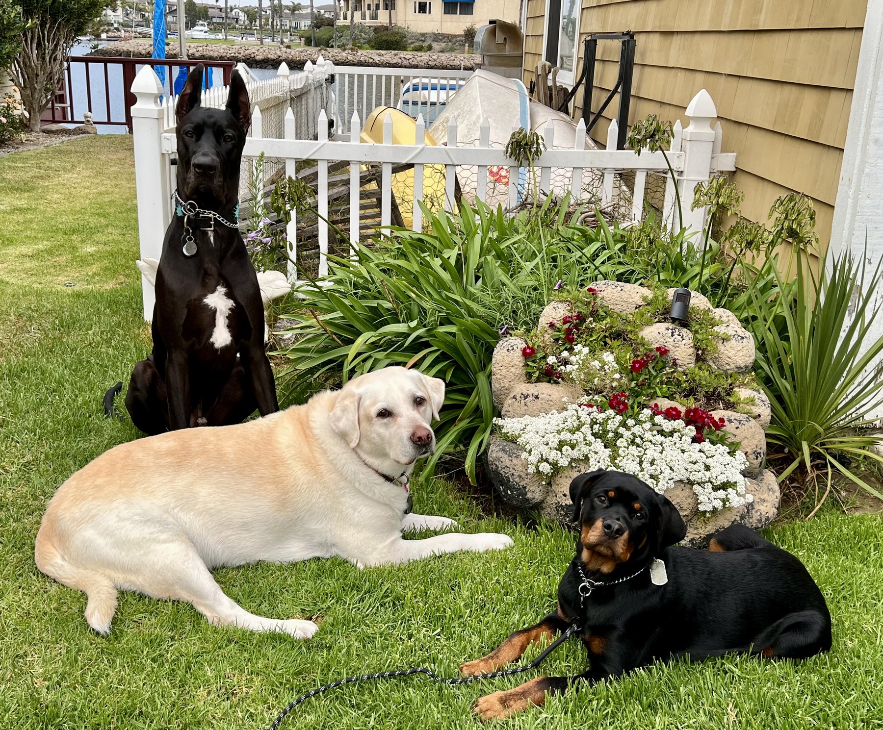Groomed pet at 805 Pet Grooming