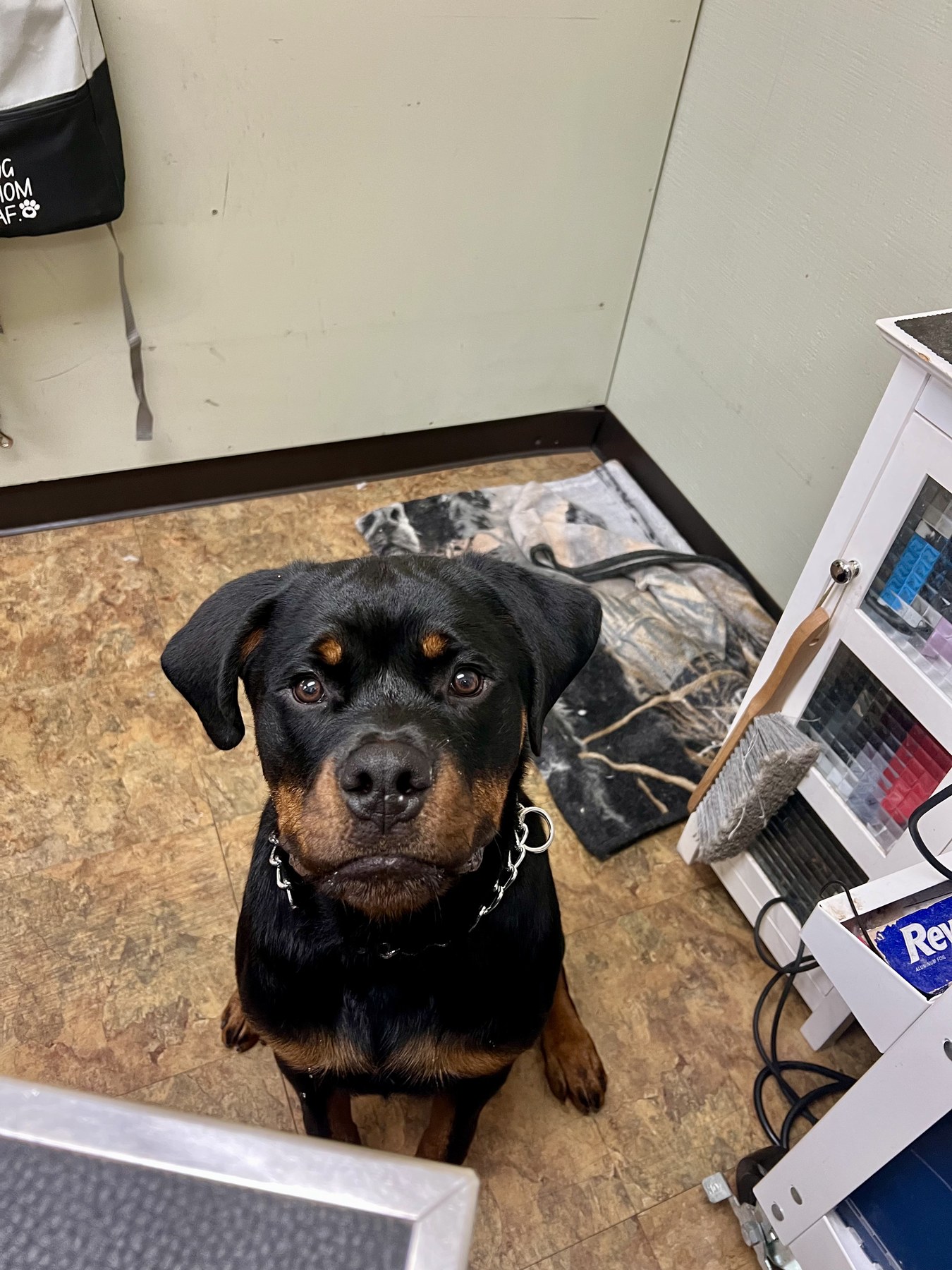 Groomed pet at 805 Pet Grooming