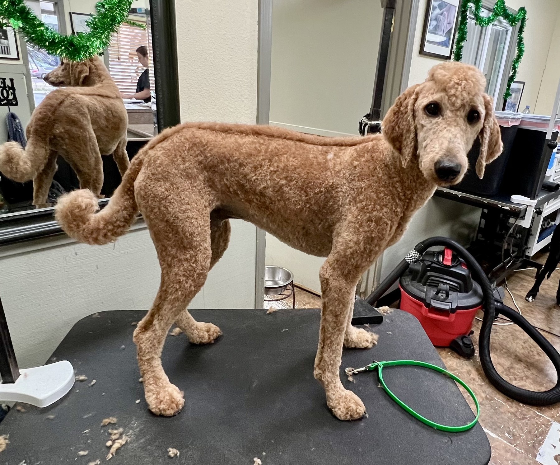 Groomed pet at 805 Pet Grooming