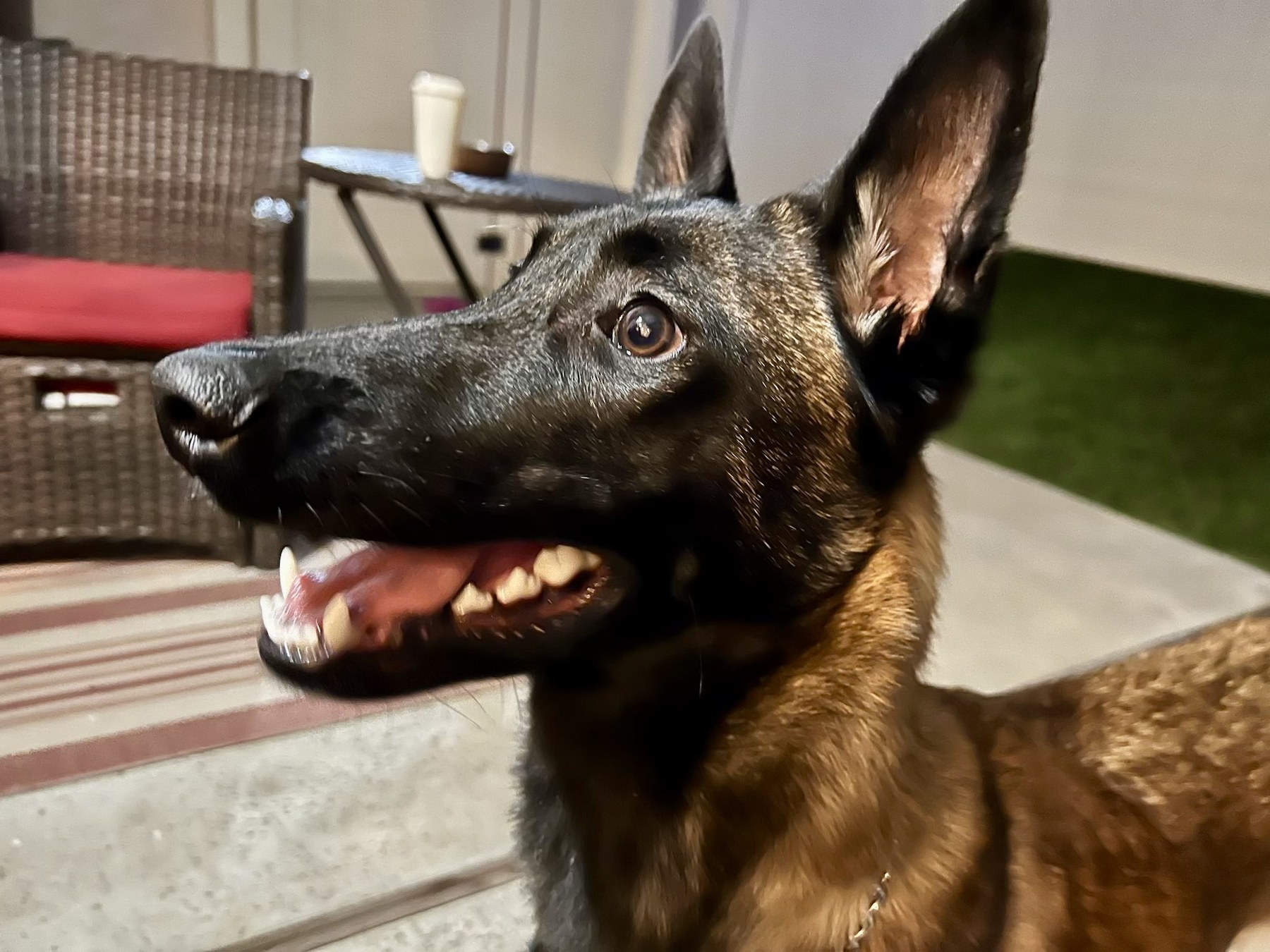 Groomed pet at 805 Pet Grooming