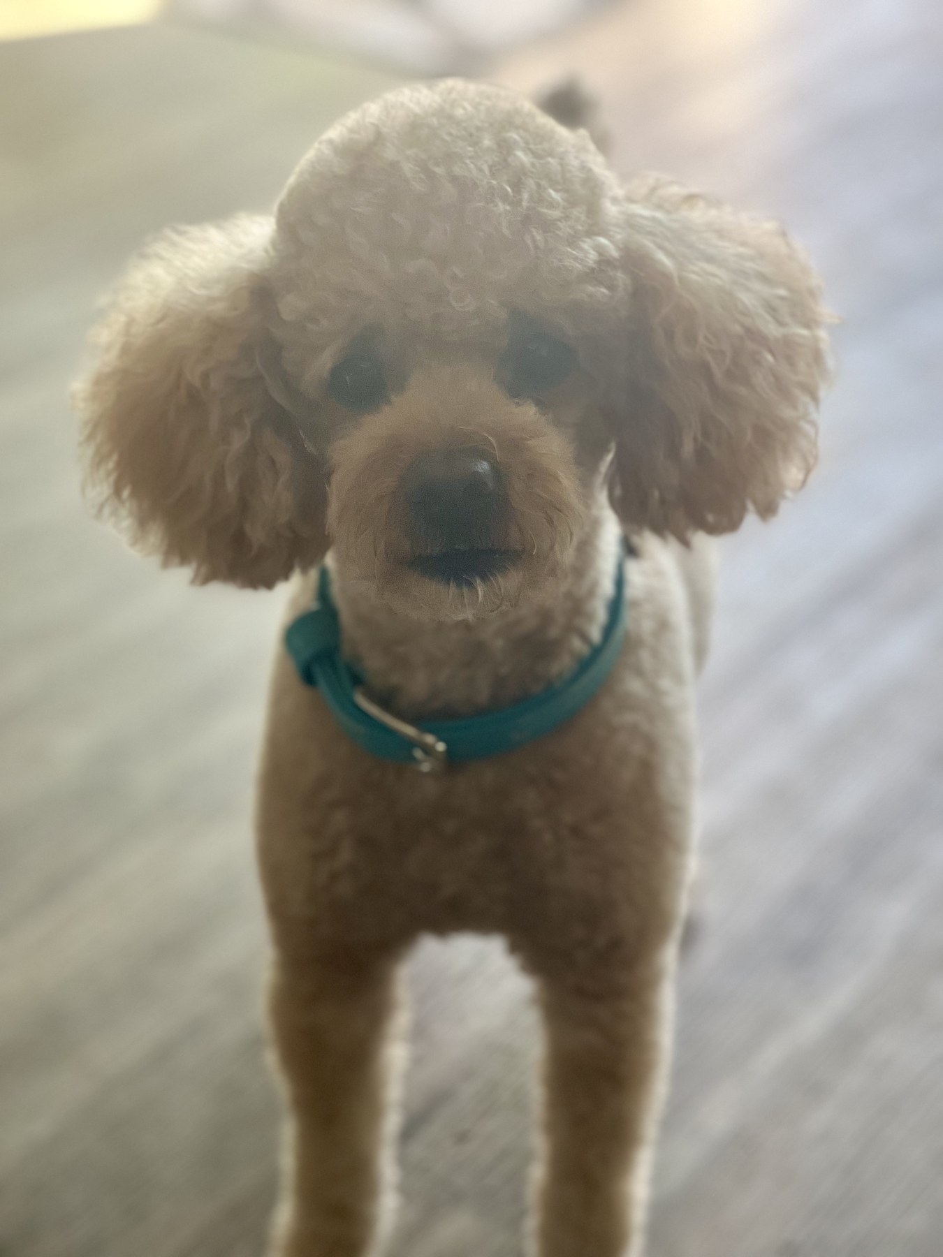 Groomed pet at 805 Pet Grooming