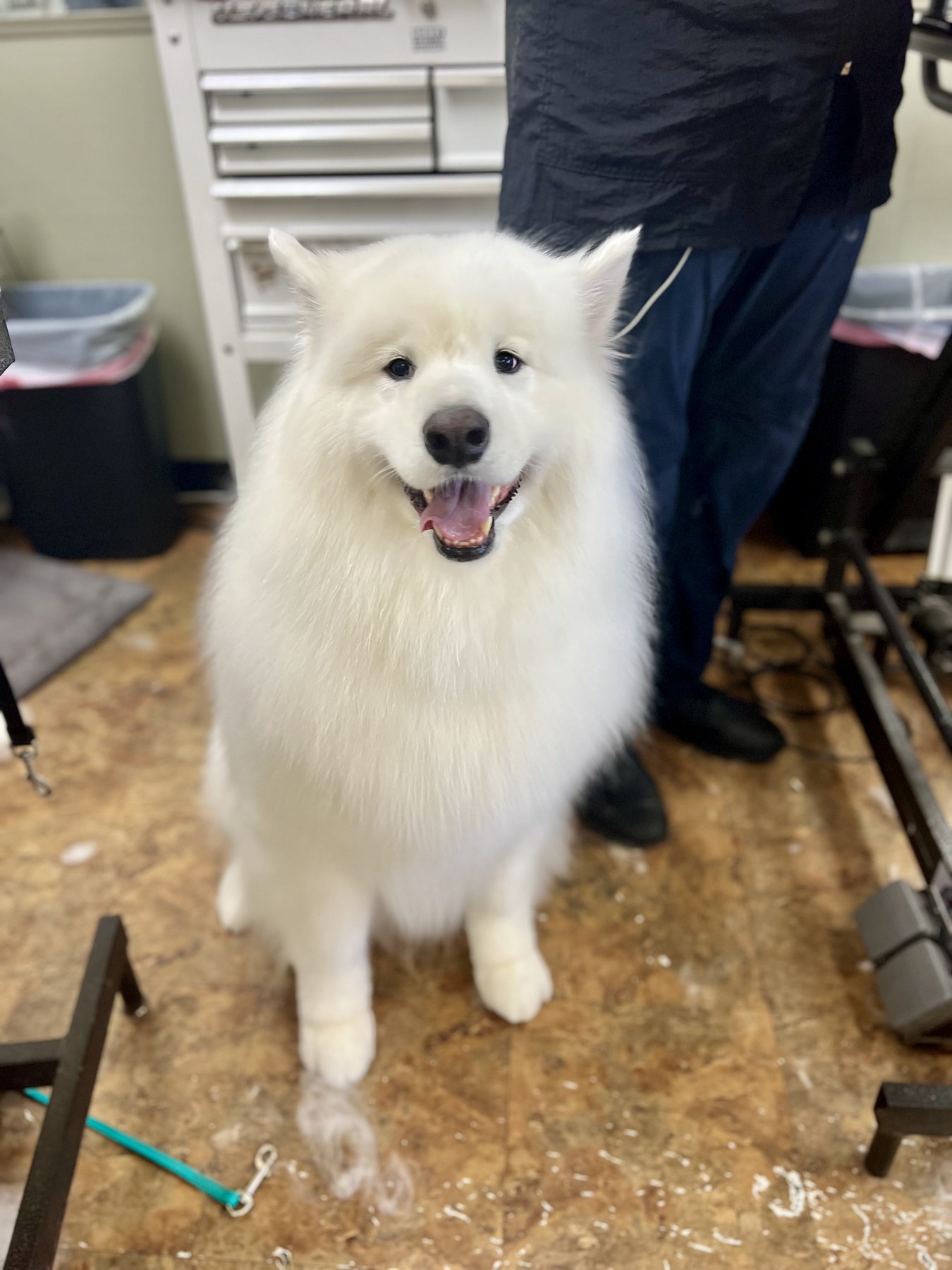 Groomed pet at 805 Pet Grooming