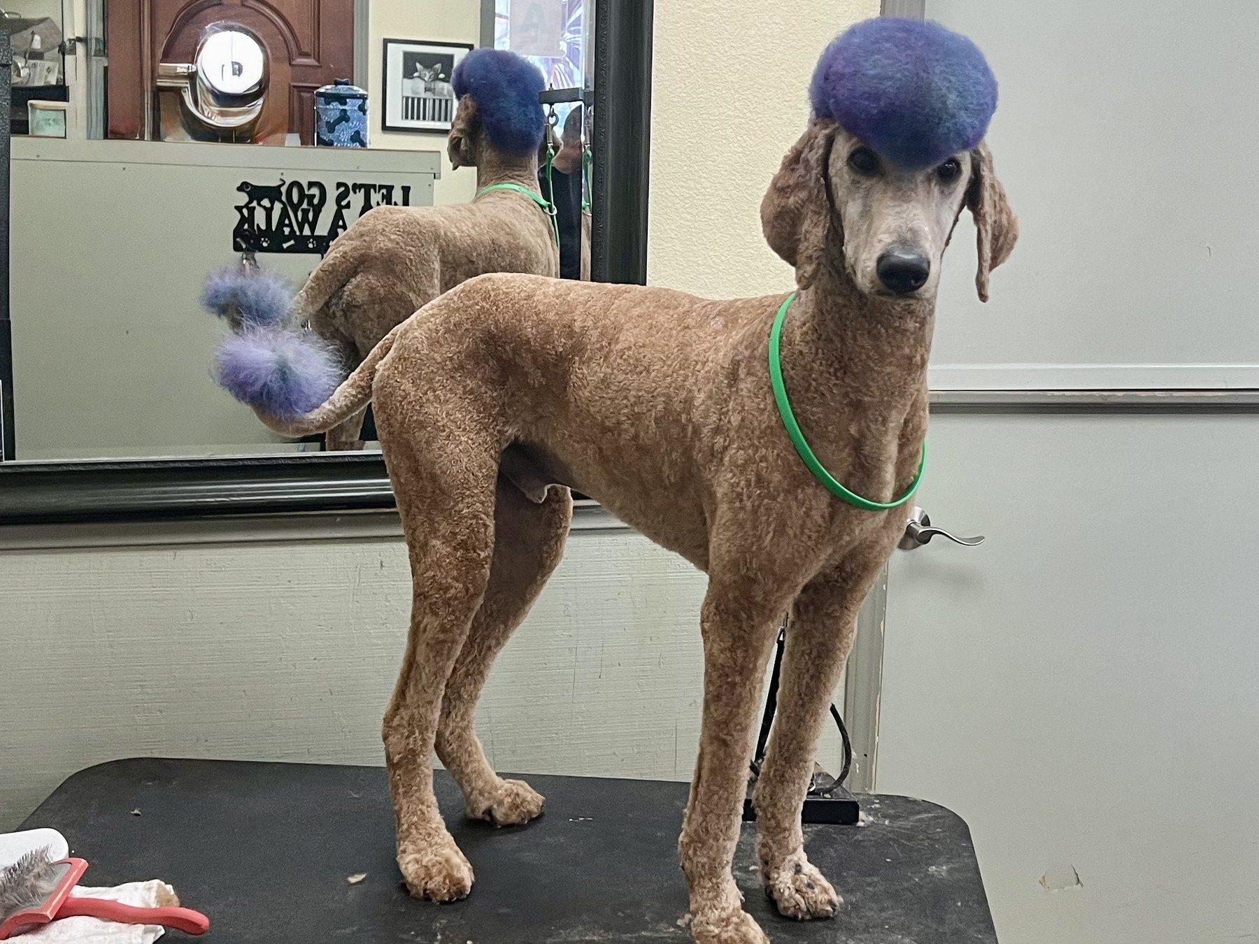 Groomed pet at 805 Pet Grooming