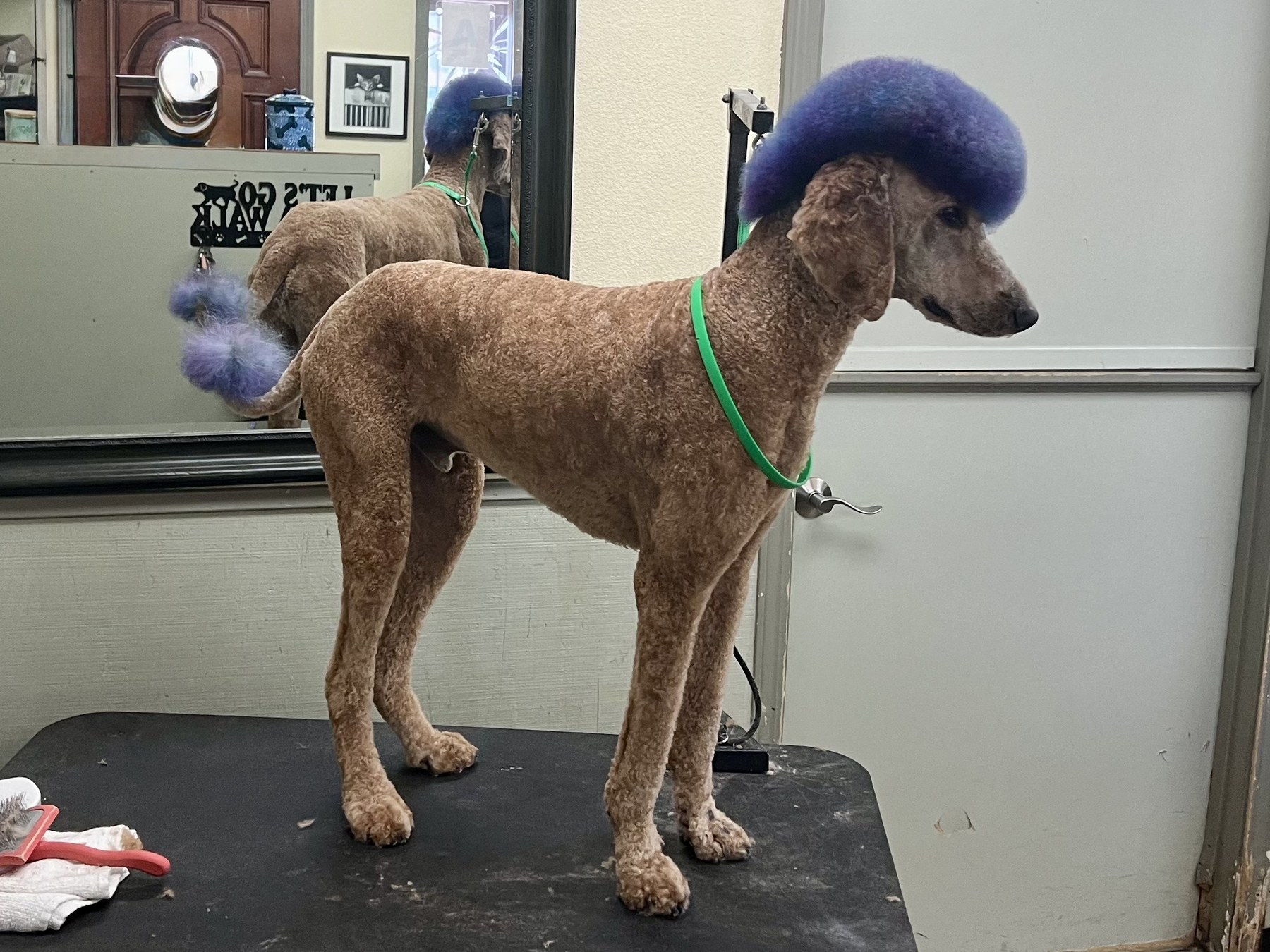 Groomed pet at 805 Pet Grooming