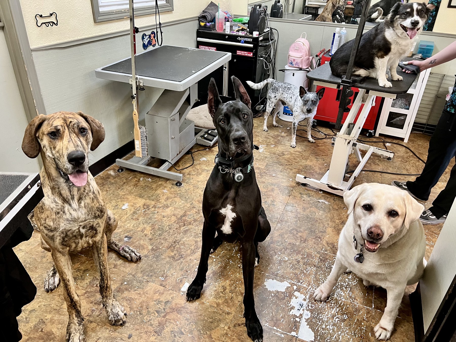 Groomed pet at 805 Pet Grooming