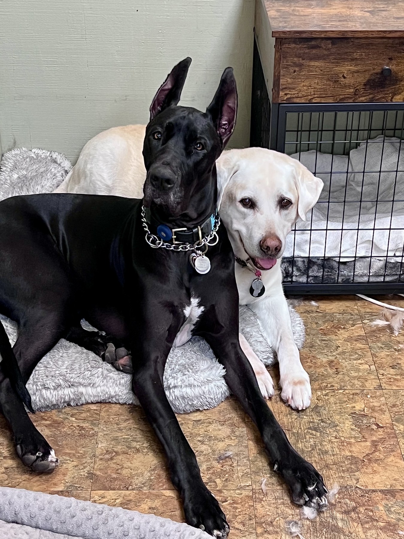 Groomed pet at 805 Pet Grooming