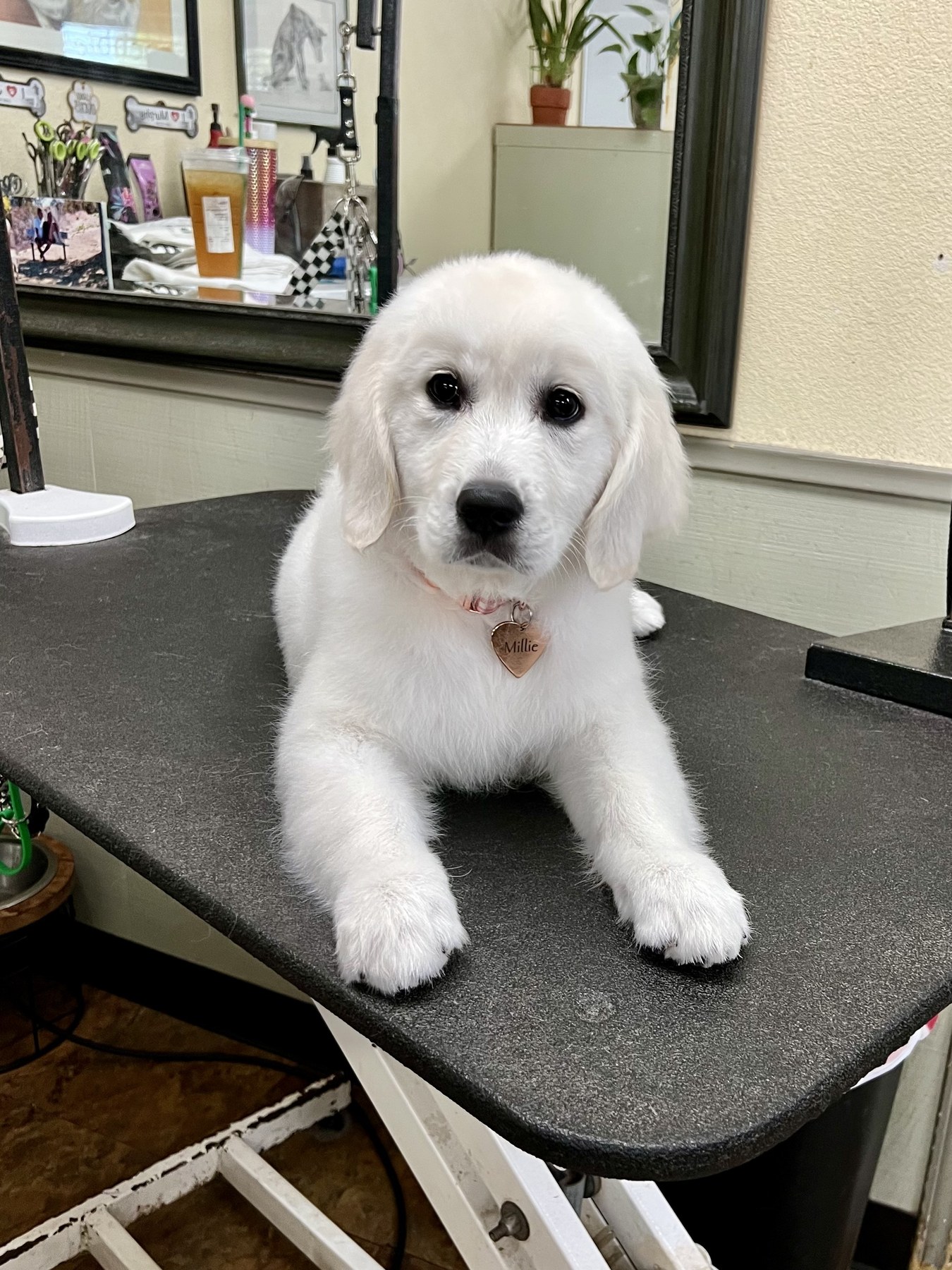 Groomed pet at 805 Pet Grooming