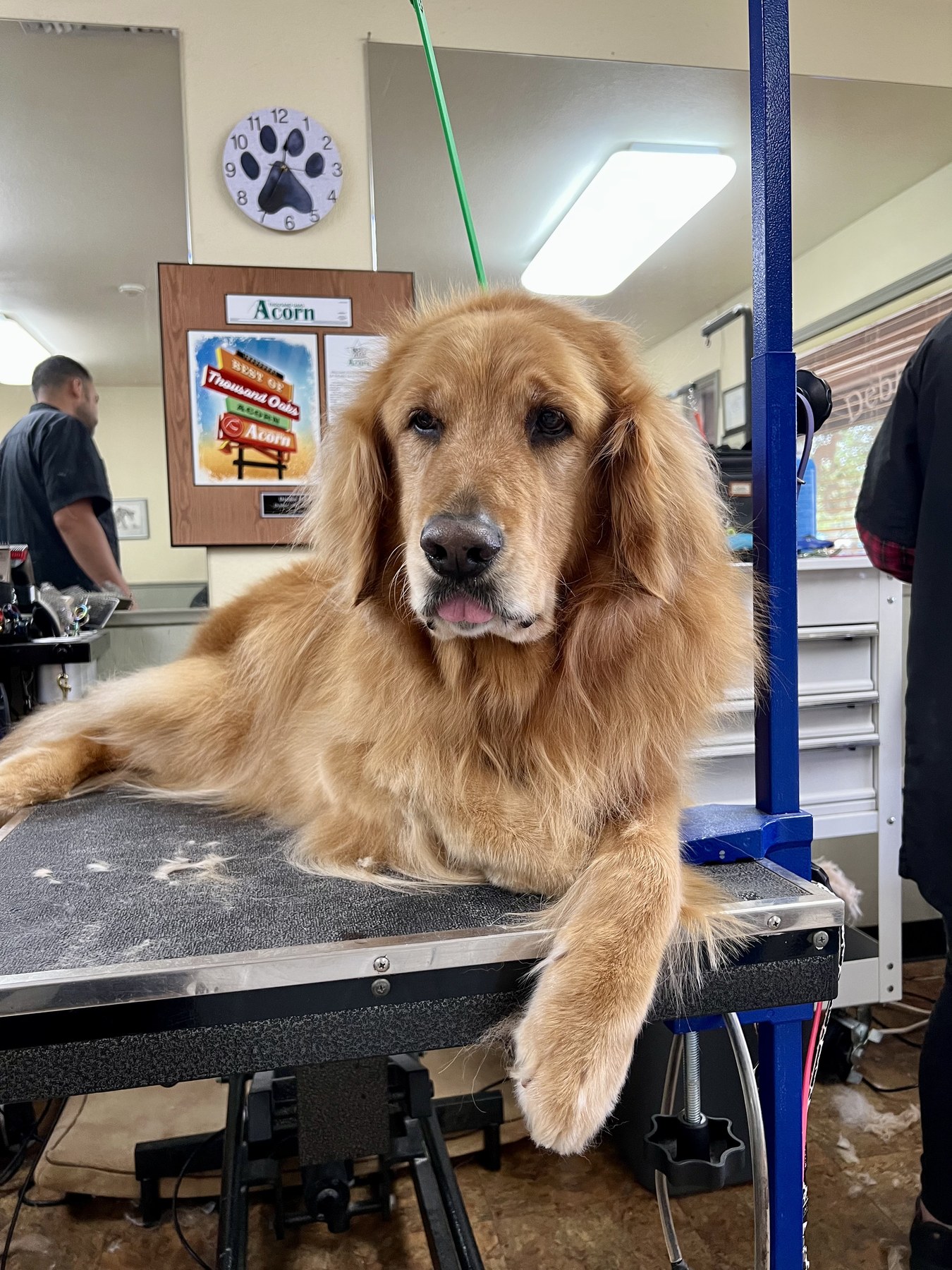 Groomed pet at 805 Pet Grooming
