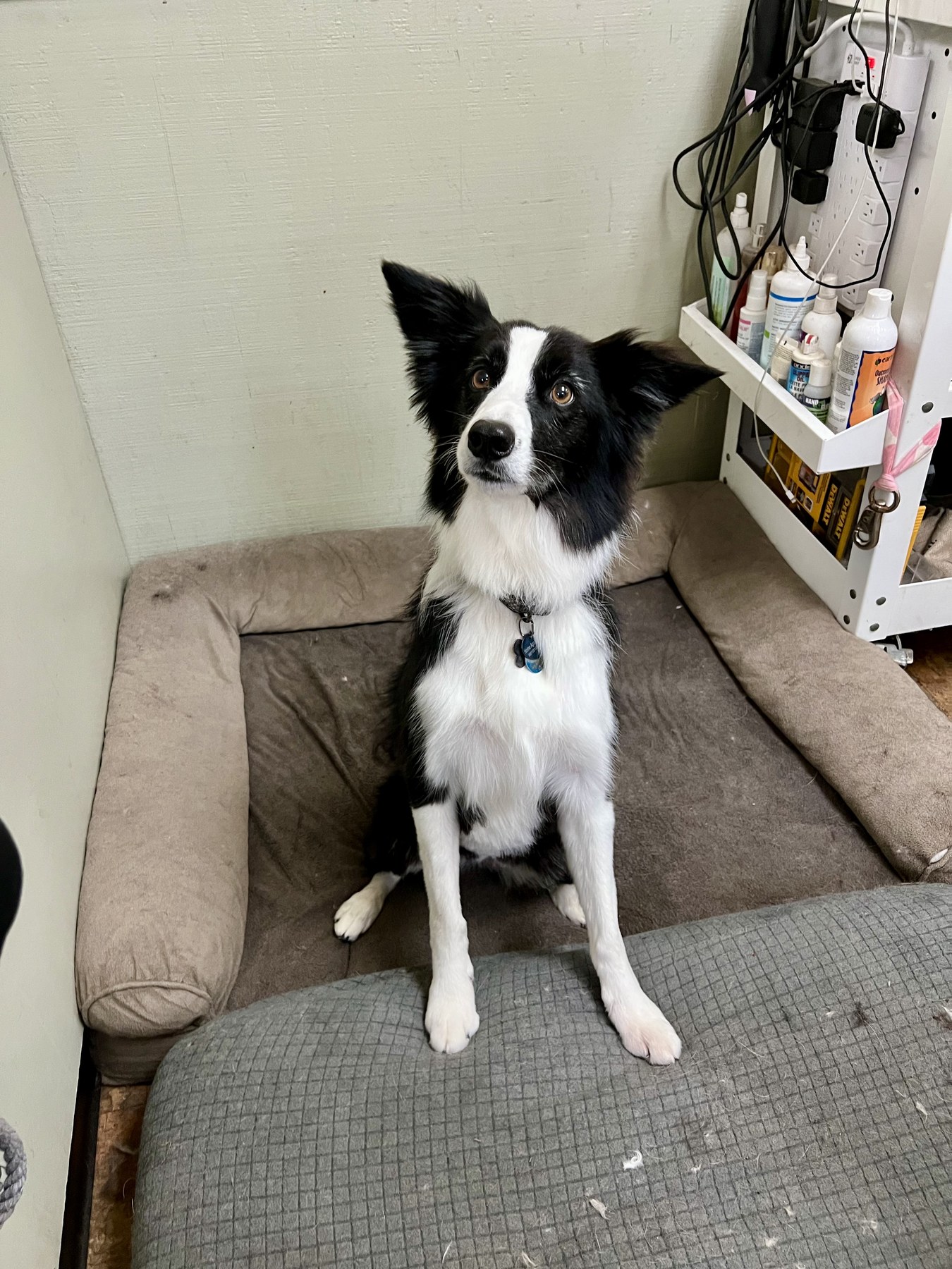 Groomed pet at 805 Pet Grooming