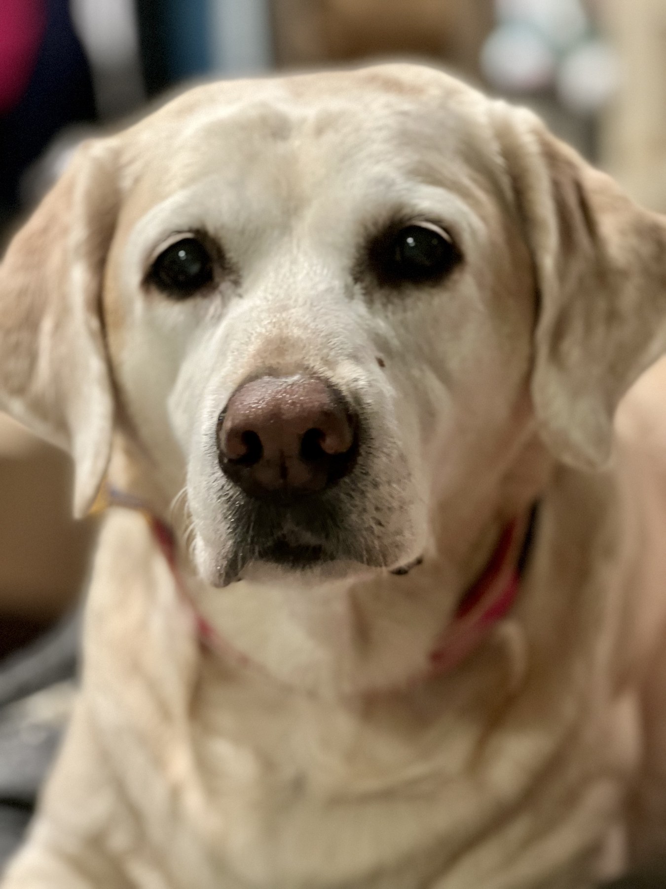 Groomed pet at 805 Pet Grooming