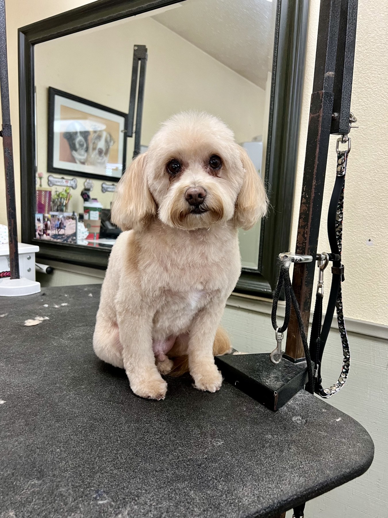 Groomed pet at 805 Pet Grooming