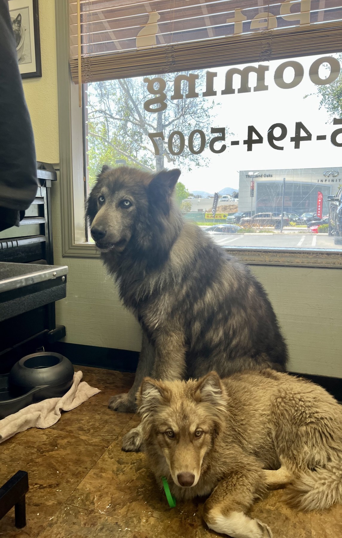 Groomed pet at 805 Pet Grooming