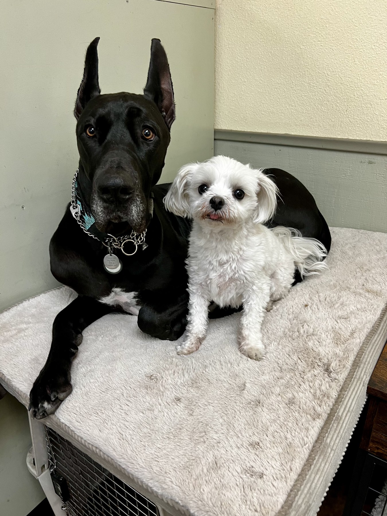 Groomed pet at 805 Pet Grooming