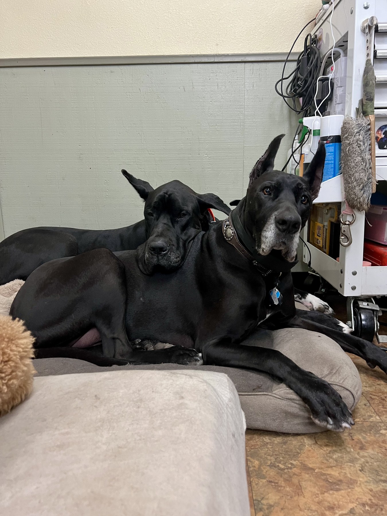 Groomed pet at 805 Pet Grooming