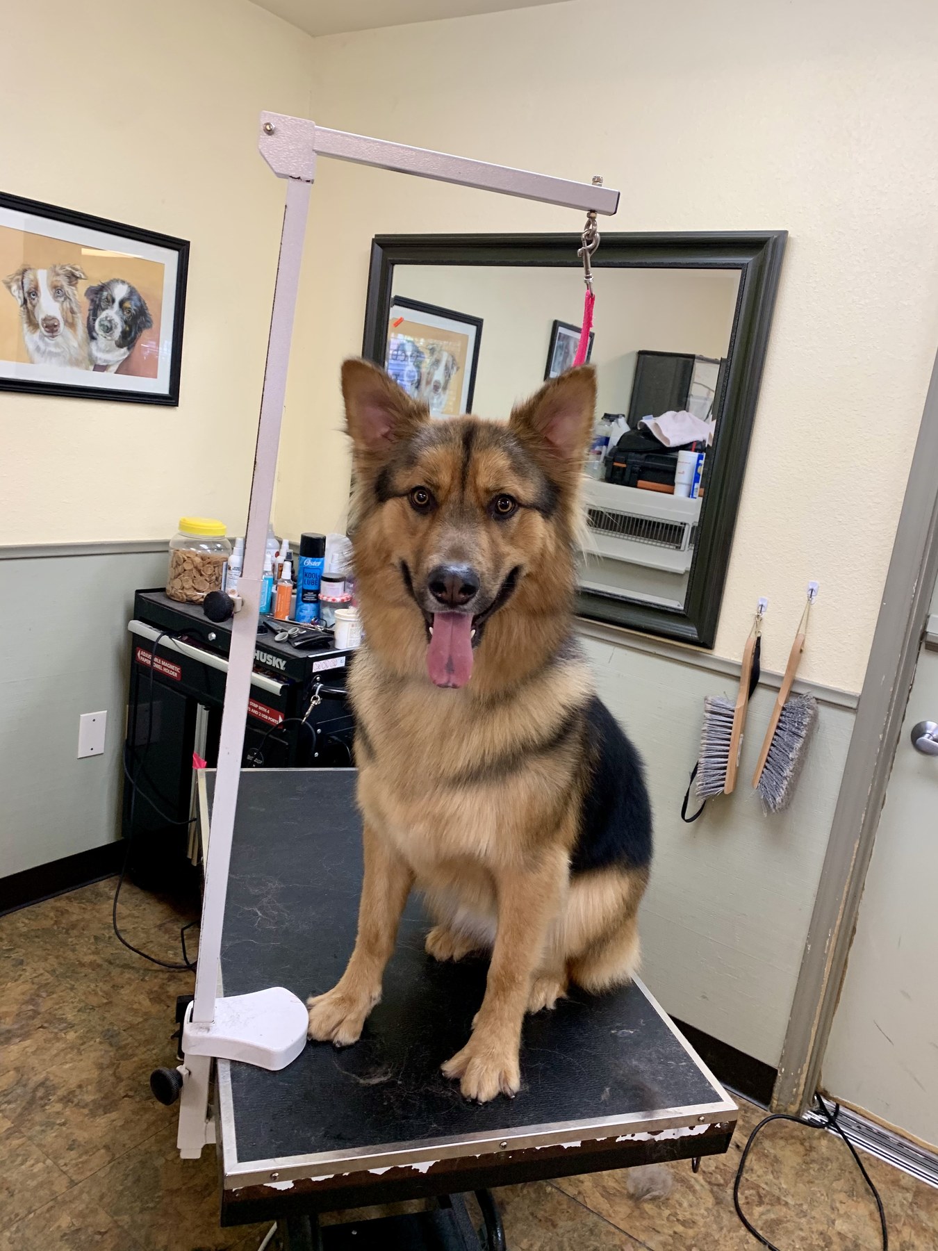 Groomed pet at 805 Pet Grooming
