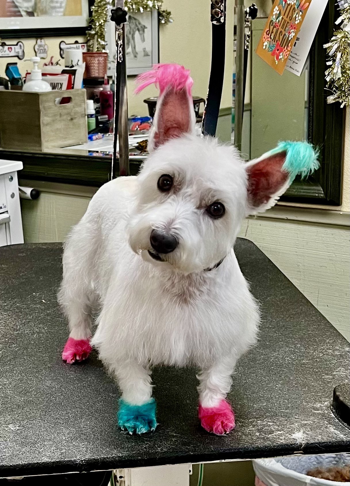 Groomed pet at 805 Pet Grooming