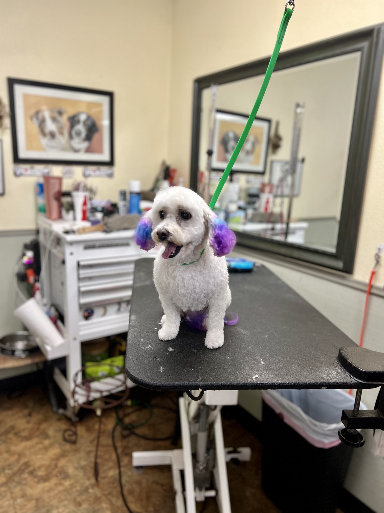 Groomed pet at 805 Pet Grooming