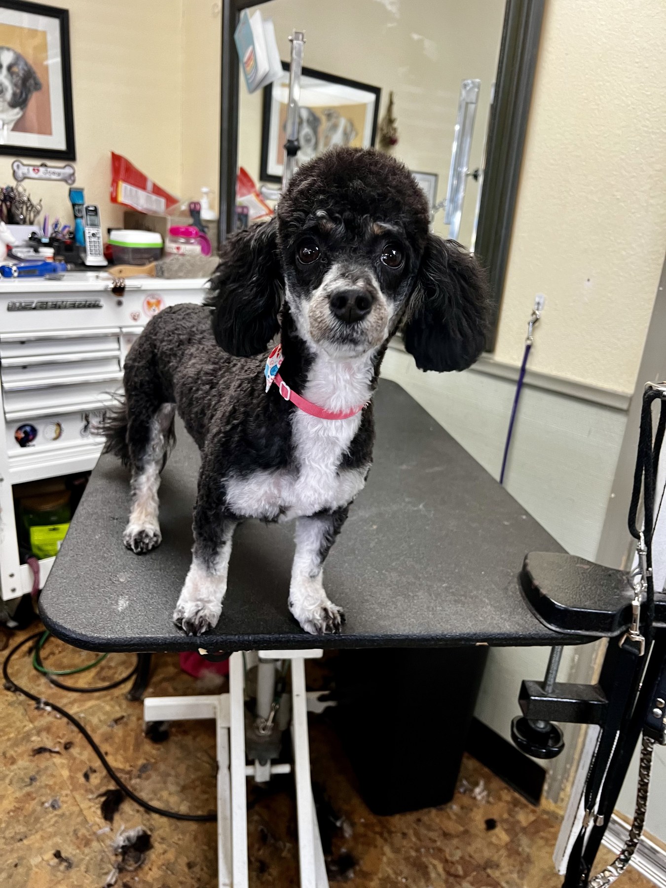 Groomed pet at 805 Pet Grooming