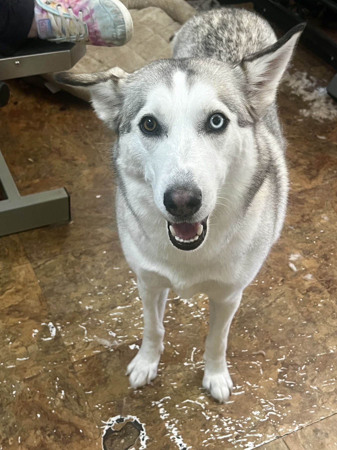 Groomed pet at 805 Pet Grooming