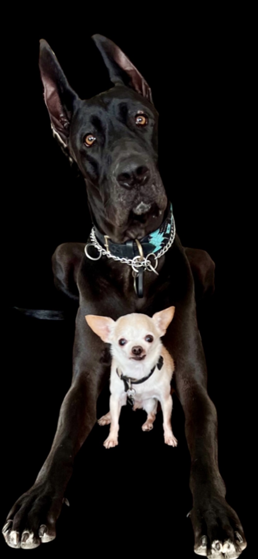 Groomed pet at 805 Pet Grooming