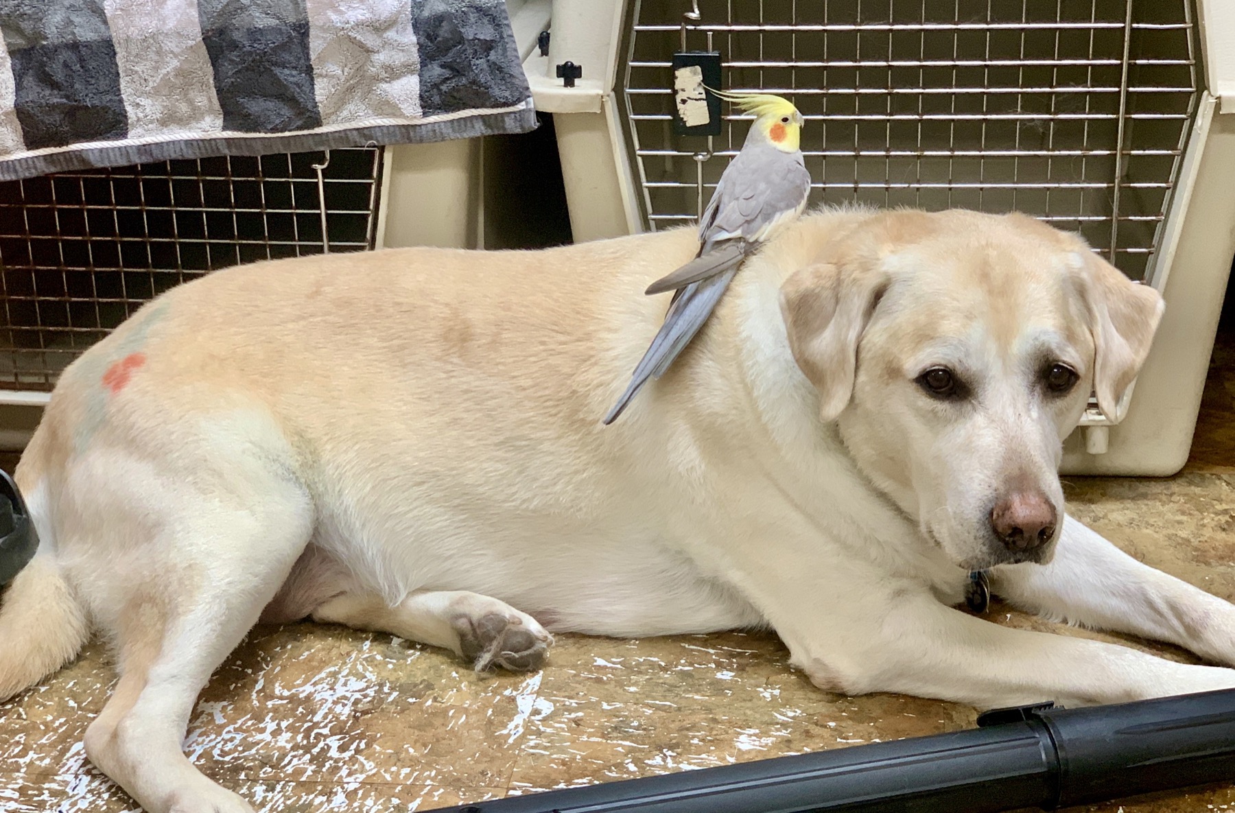 Groomed pet at 805 Pet Grooming