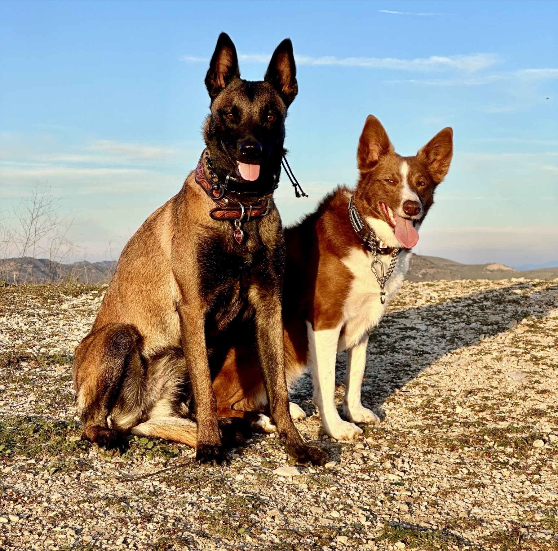Groomed pet at 805 Pet Grooming