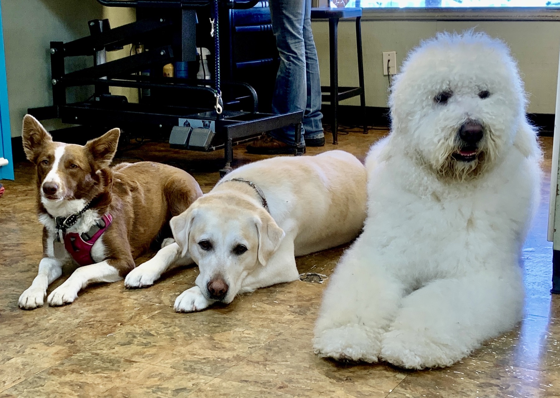 Groomed pet at 805 Pet Grooming