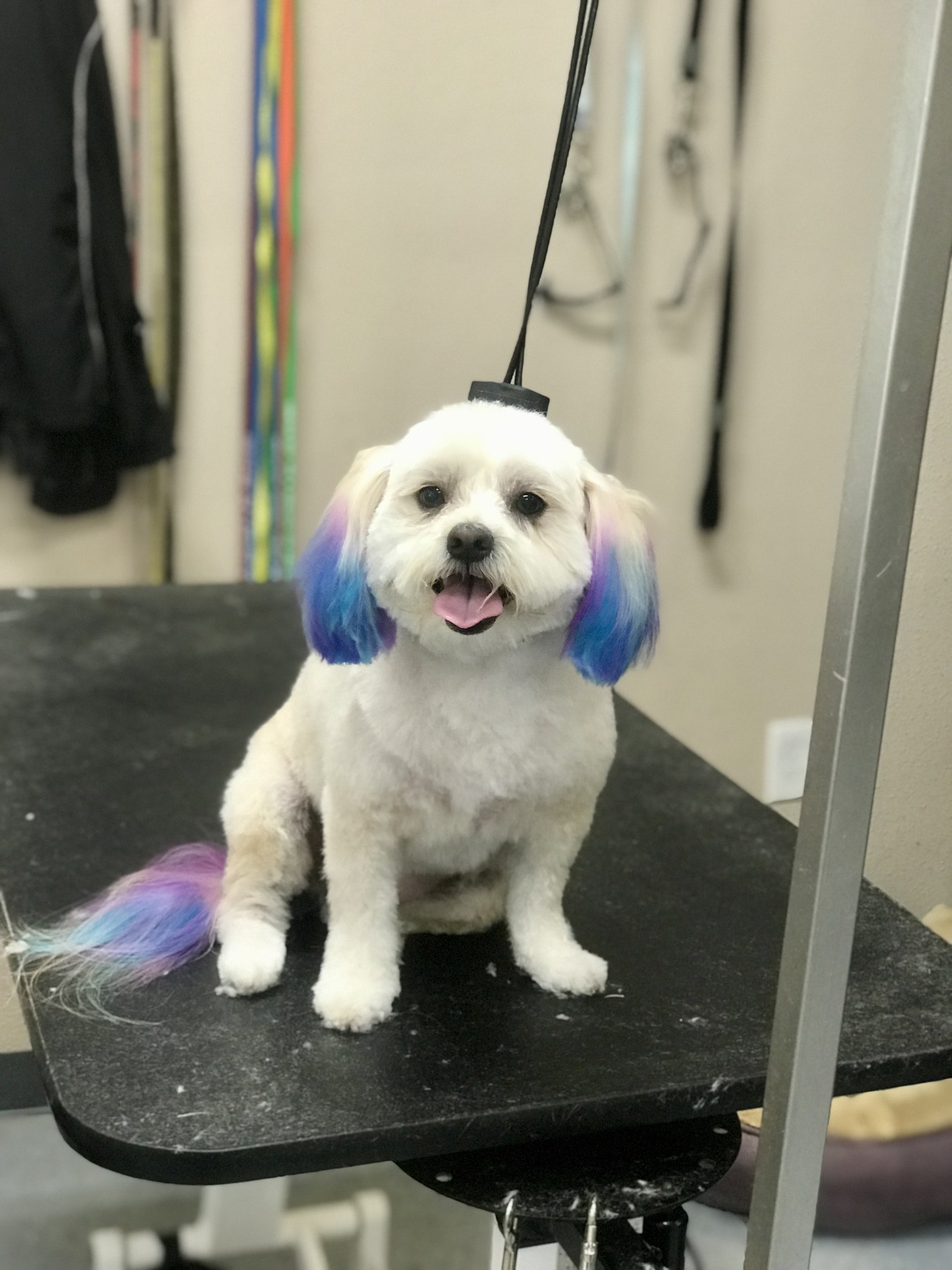 Groomed pet at 805 Pet Grooming