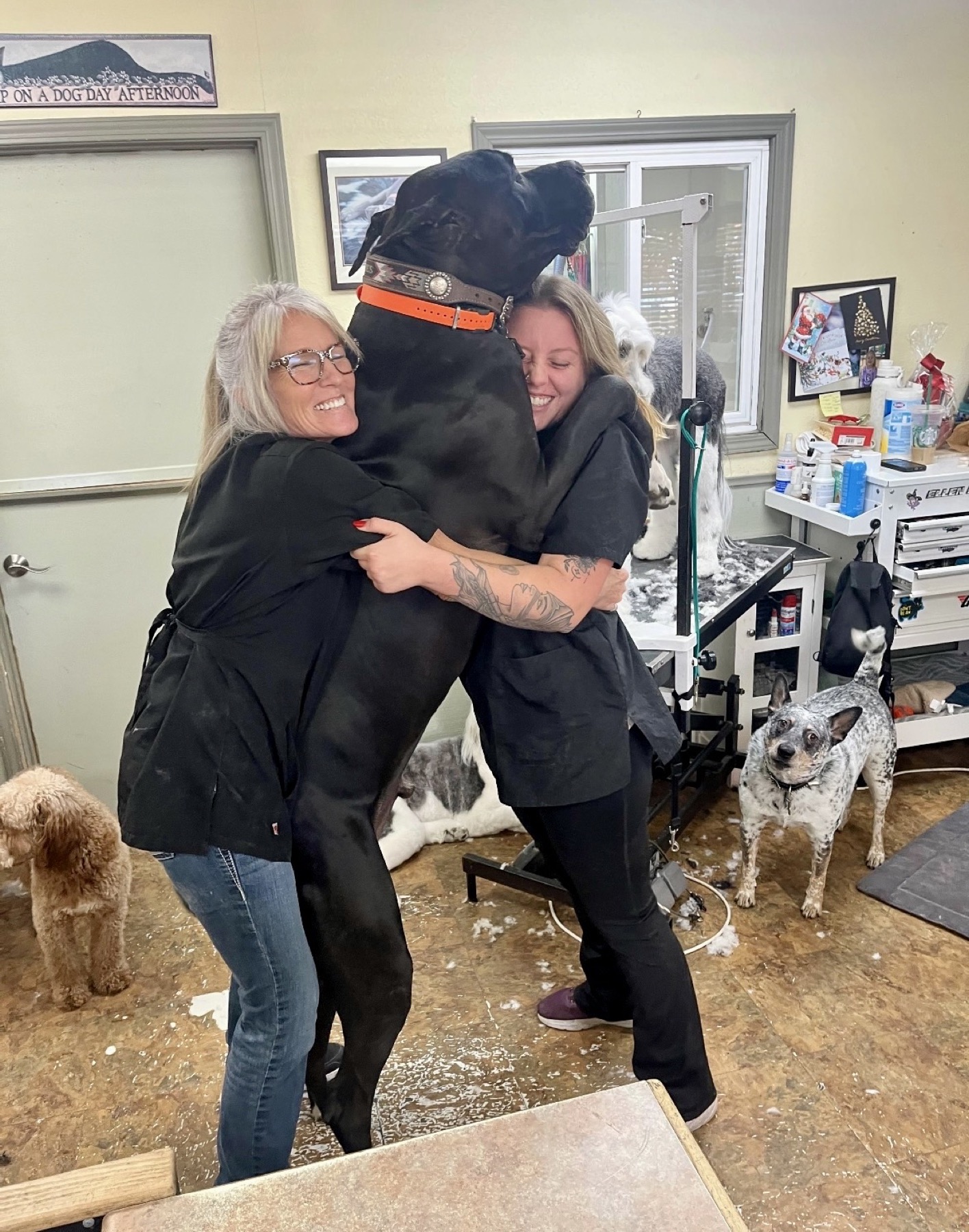 Groomed pet at 805 Pet Grooming