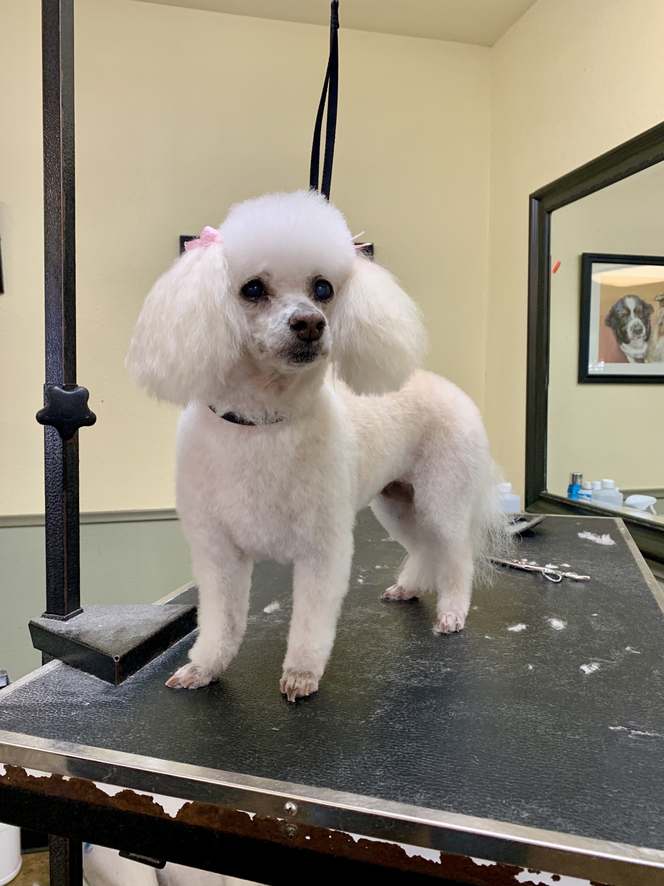 Groomed pet at 805 Pet Grooming