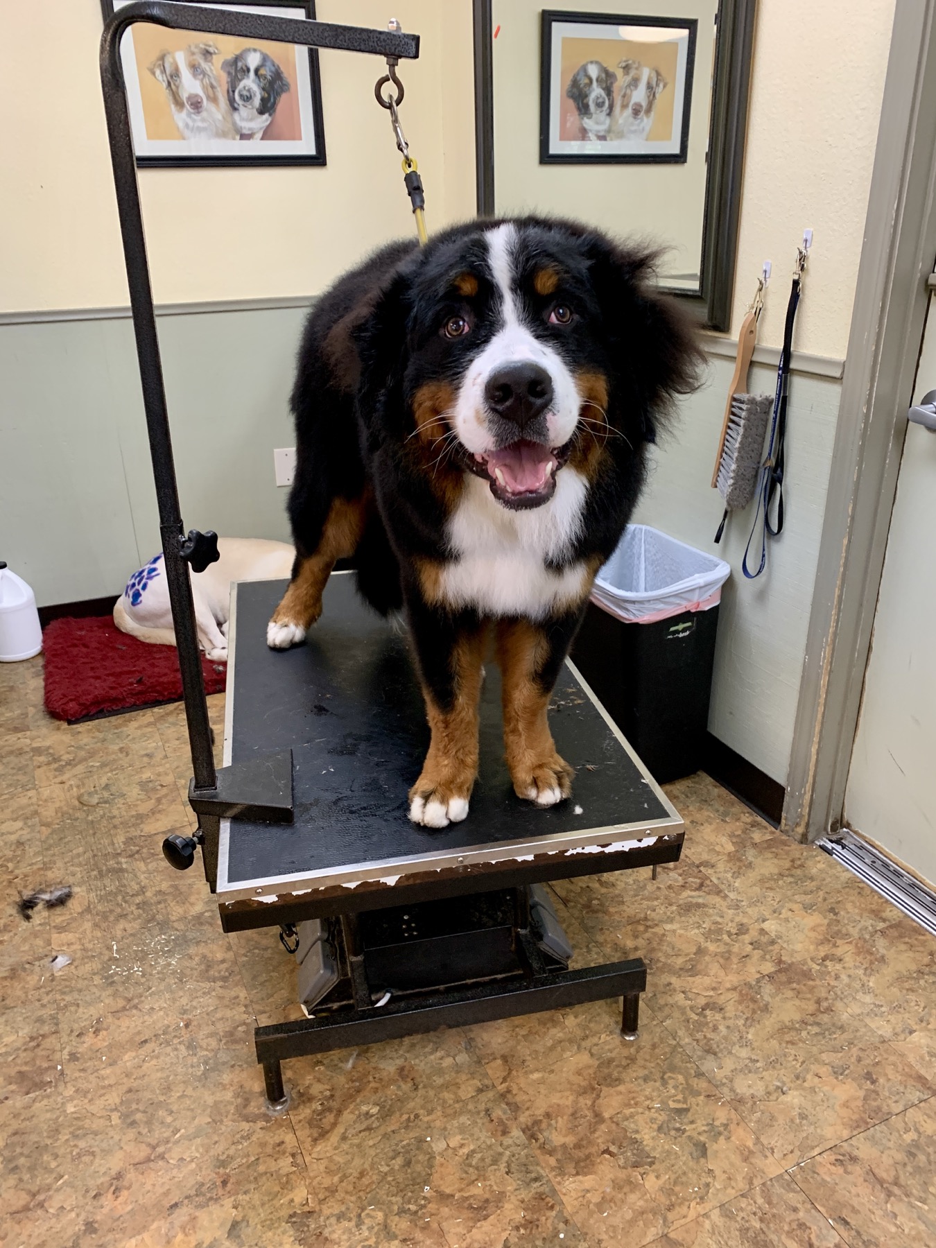 Groomed pet at 805 Pet Grooming