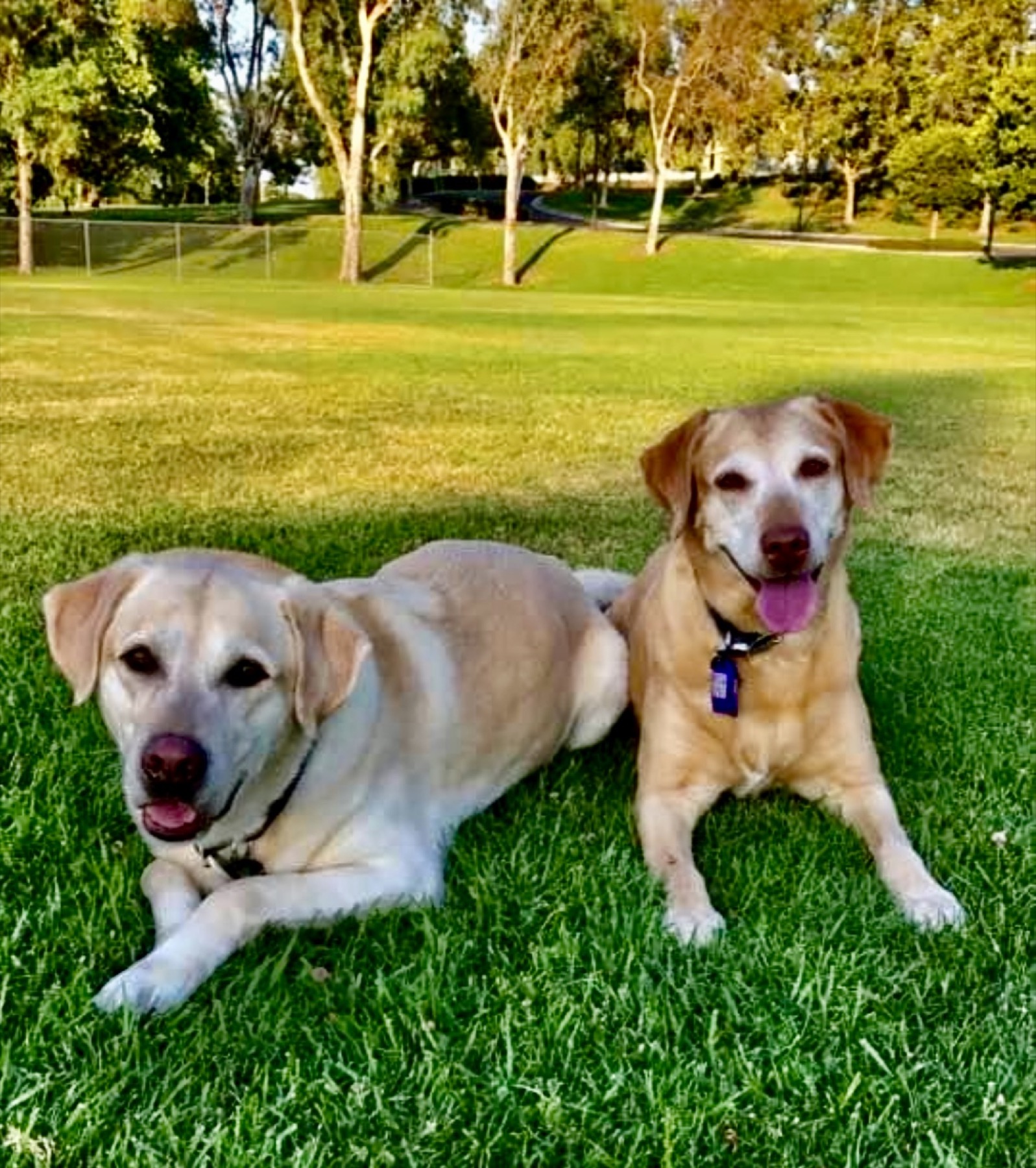 Groomed pet at 805 Pet Grooming