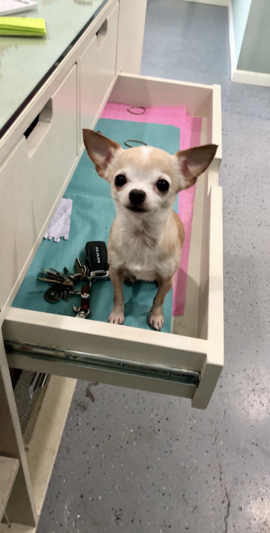 Groomed pet at 805 Pet Grooming
