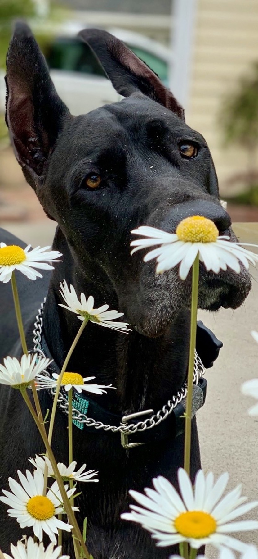 Groomed pet at 805 Pet Grooming