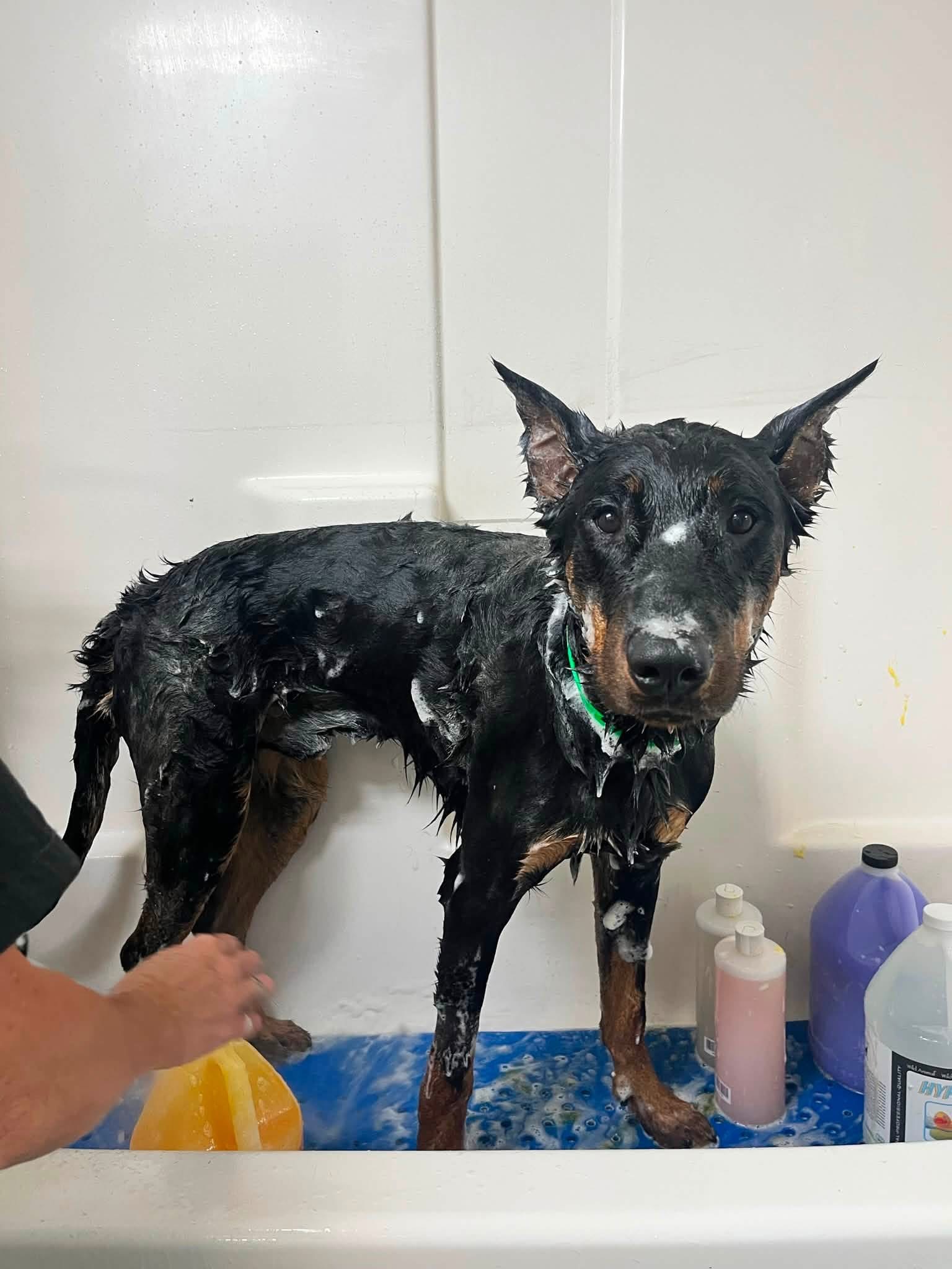 Doberman getting washed in the grooming bath