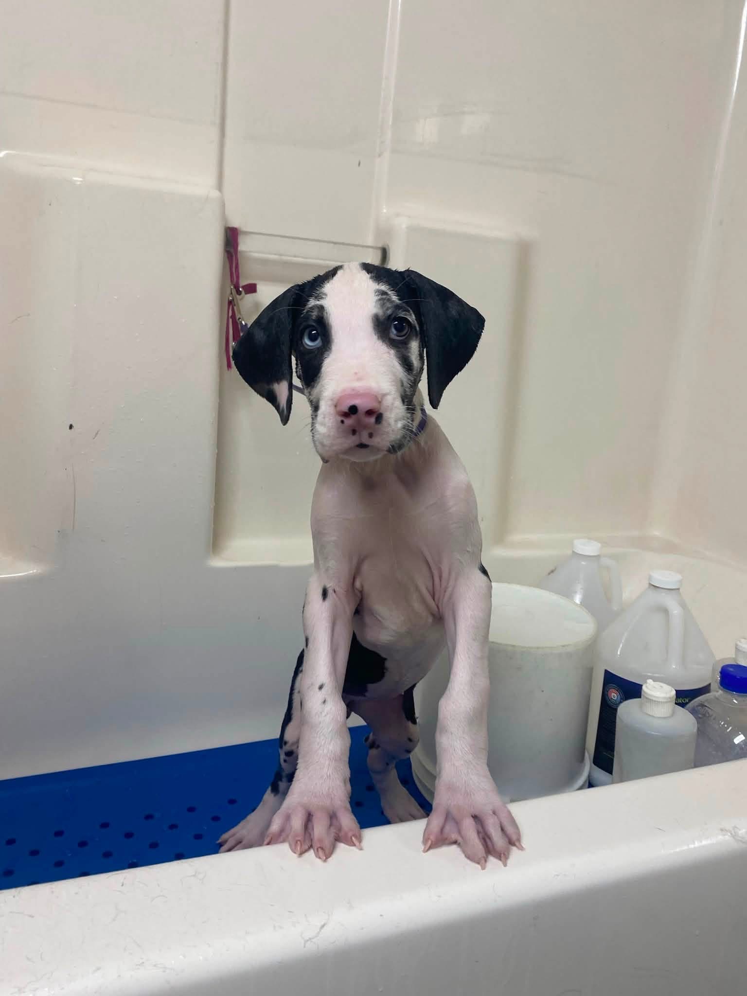 Puppy sitting in the grooming bath