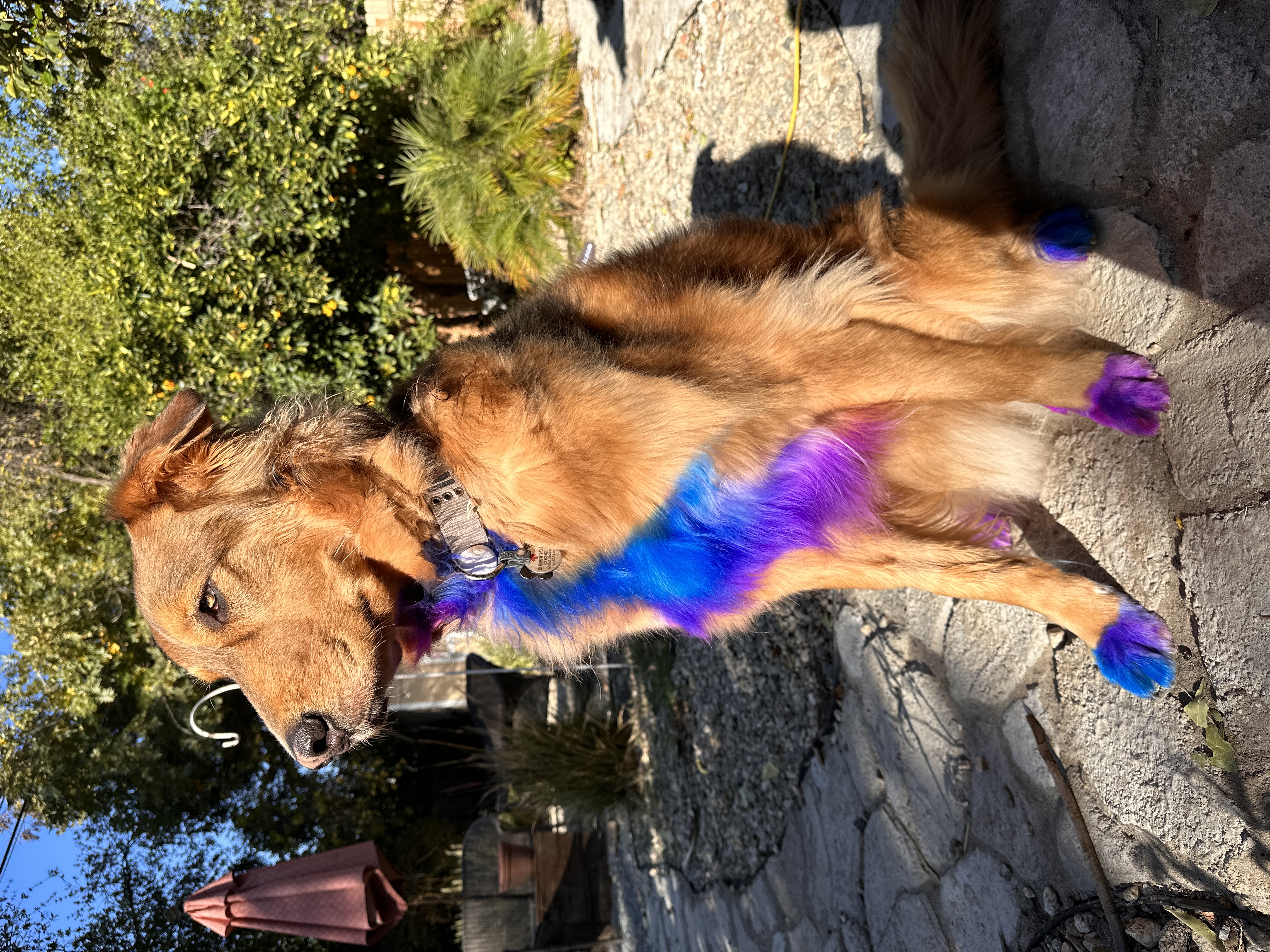 Golden dog with colorful grooming on its chest and paws