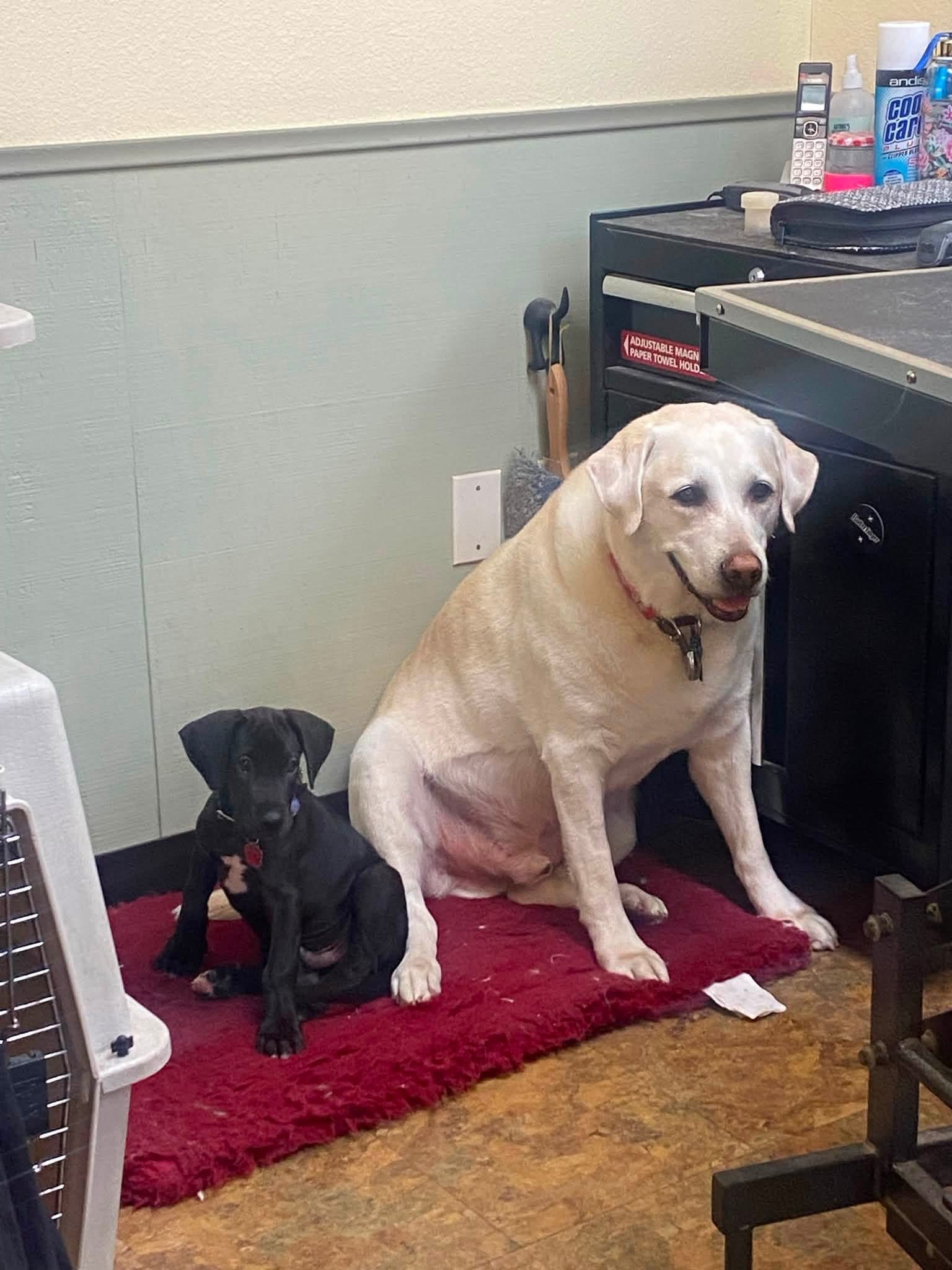 Large dog and puppy sitting together at the shop